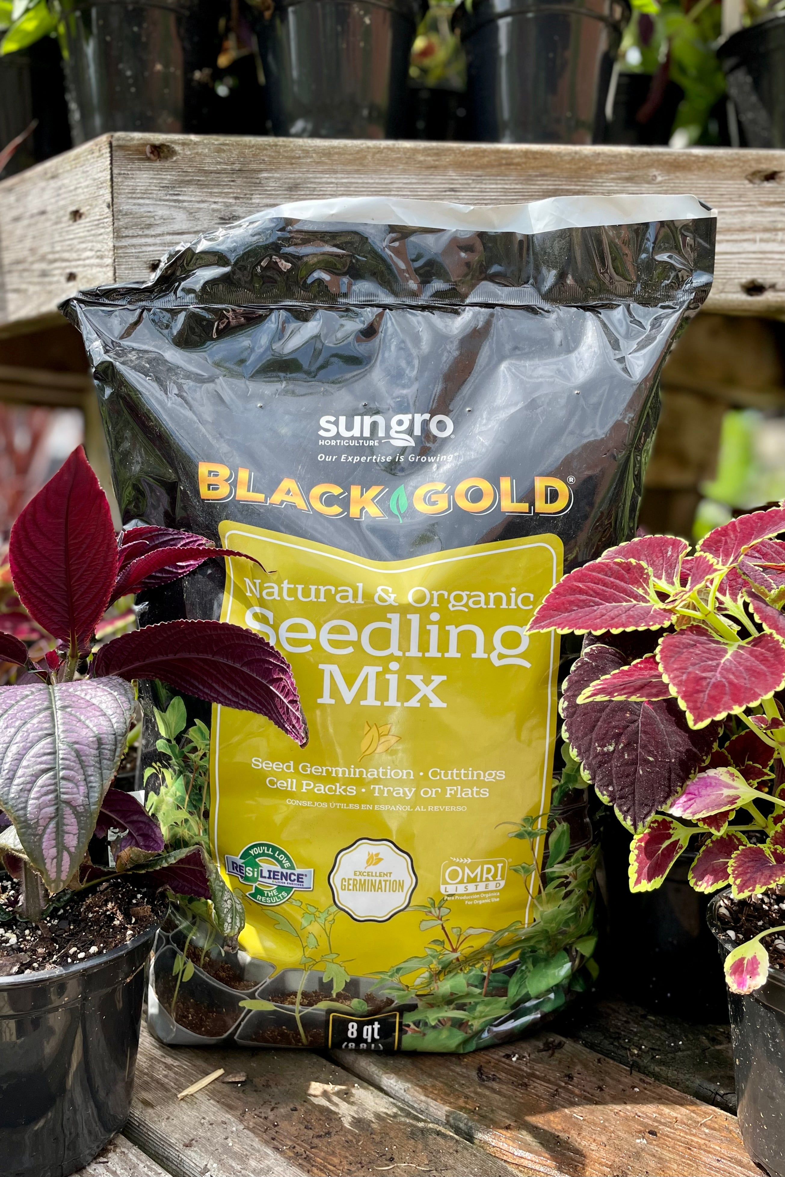 Black Gold Seedling Mix 8 quart with vibrant plants with the garden in the background