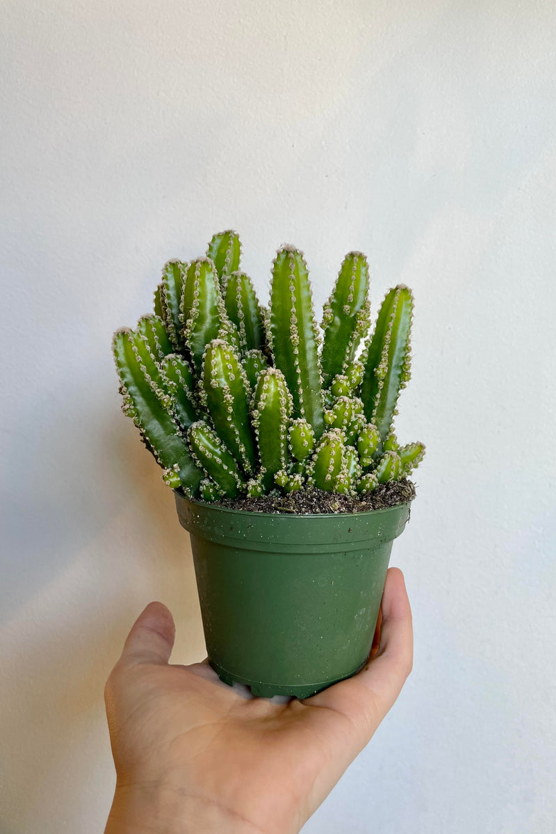A hand holds the Acanthocereus tetragonus 4" against a white wall