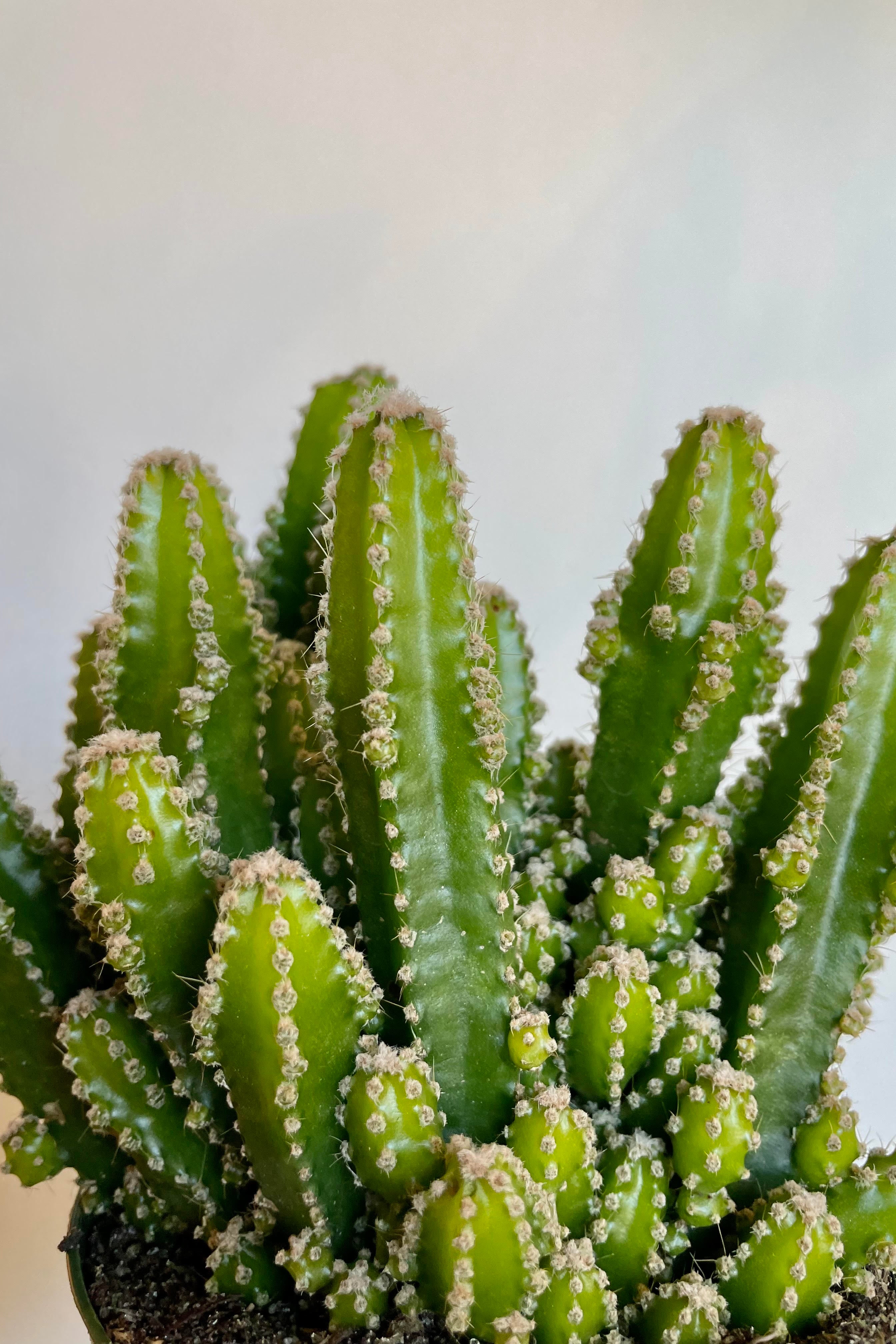 A detailed look at the Acanthocereus tetragonus 4"