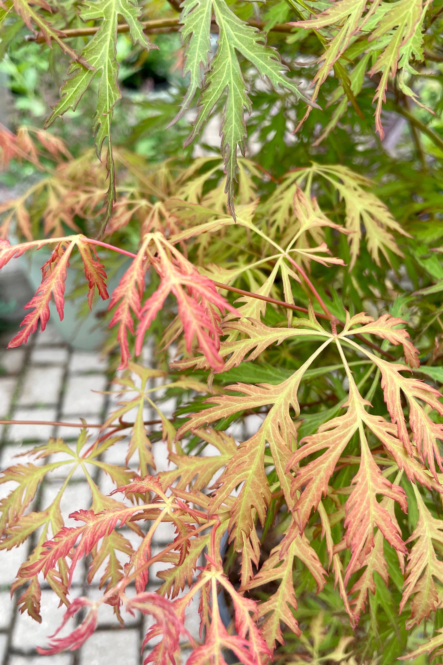 Late spring leaf coloration of light green to auburn on the serrated leaves of the Acer 'Ice Dragon' mid May in at Sprout Home. ©Sprout Home