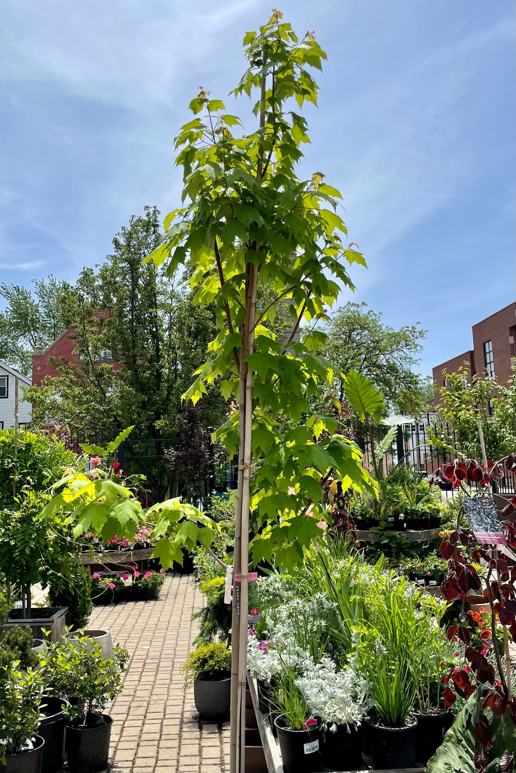 #10 Acer rubrum tree tall and slender showing green leaves the end of May in the Sprout Home yard with neighboring garden center plants and the sky. ©Sprout Home