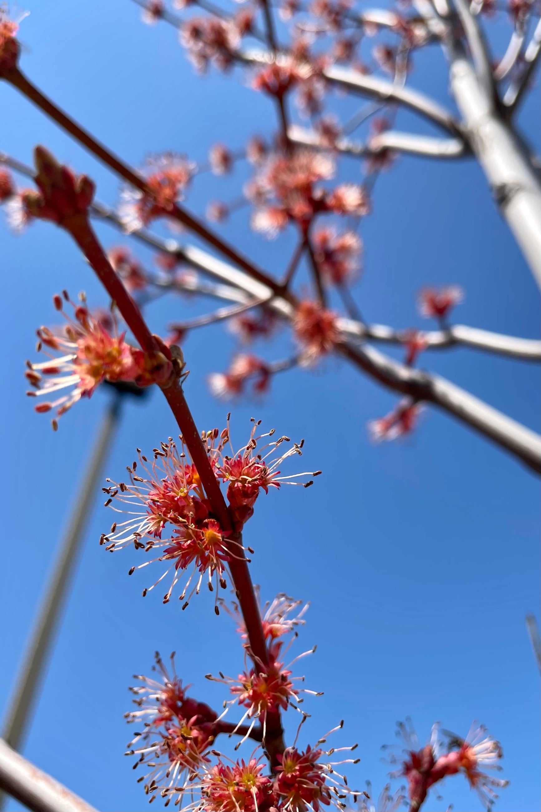 The early spring flowers of the Acer rubrum prior to it leafing out in the beginning of April at Sprout Home. ©Sprout Home