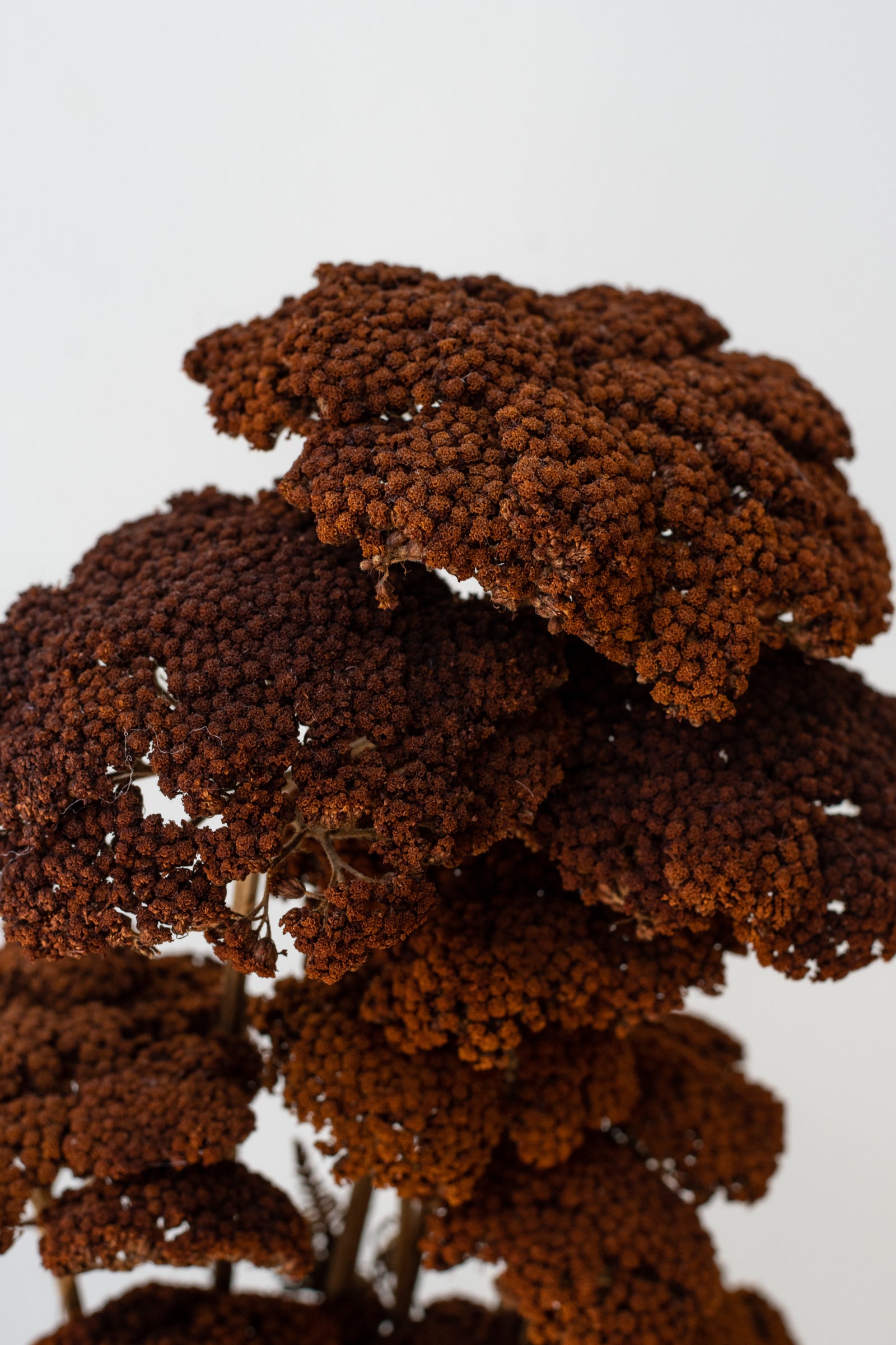 Close up of of preserved brown Achillea against a white background