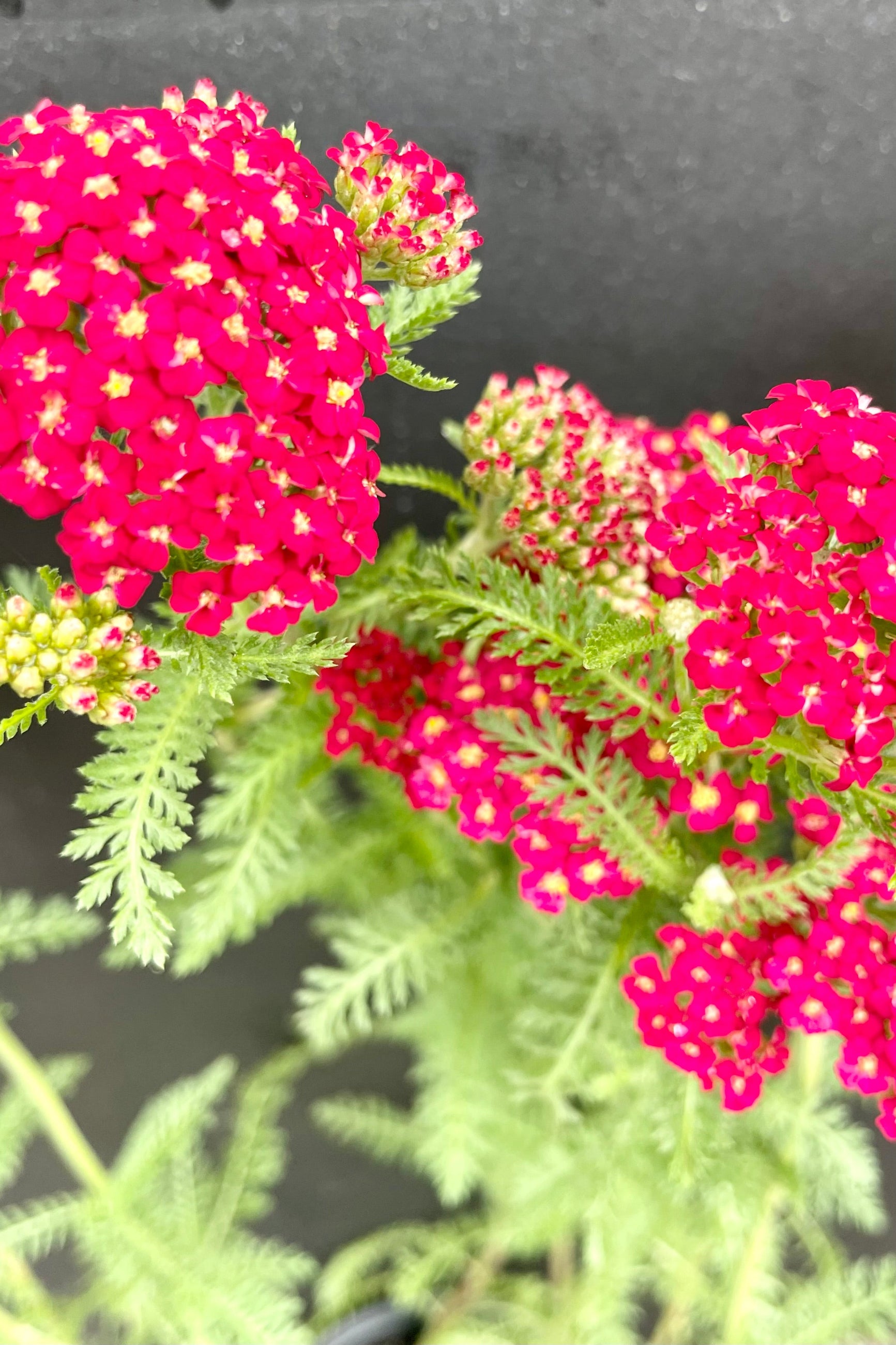 detail picture of the bright red blooms with yellow centers of the Achillea 'Paprika' the beginning of June at Sprout Home. ©Sprout Home