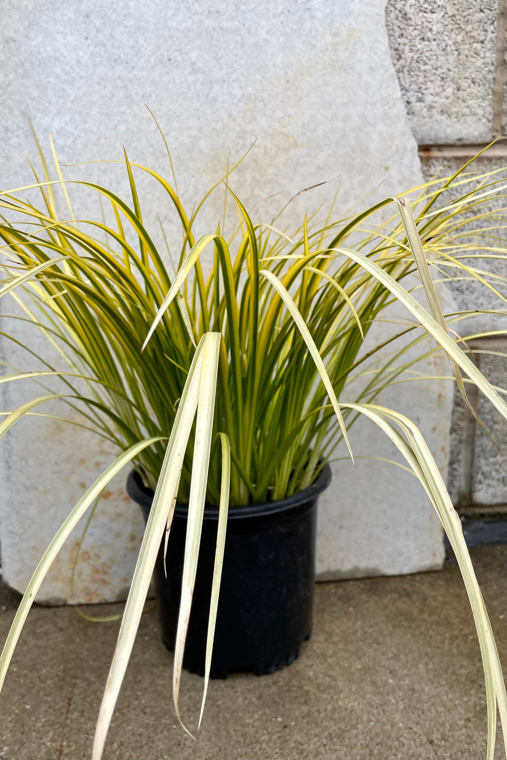 The Acorus 'Ogon' grass in a #1 growers pot against a grey wall. ©Sprout Home