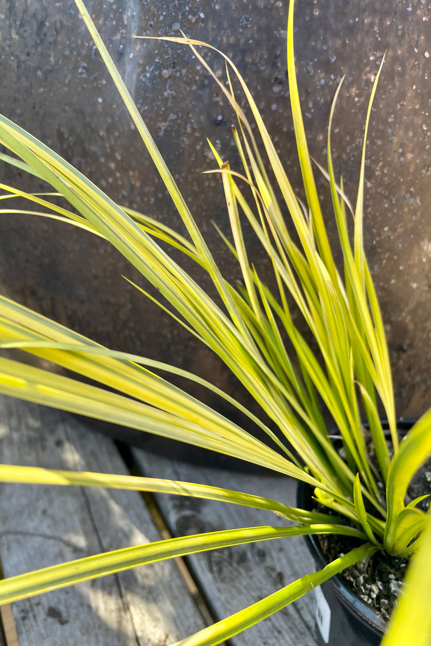 A detail picture of the bright yellow blades of Acorus 'Ogon' in early spring at Sprout Home. ©Sprout Home