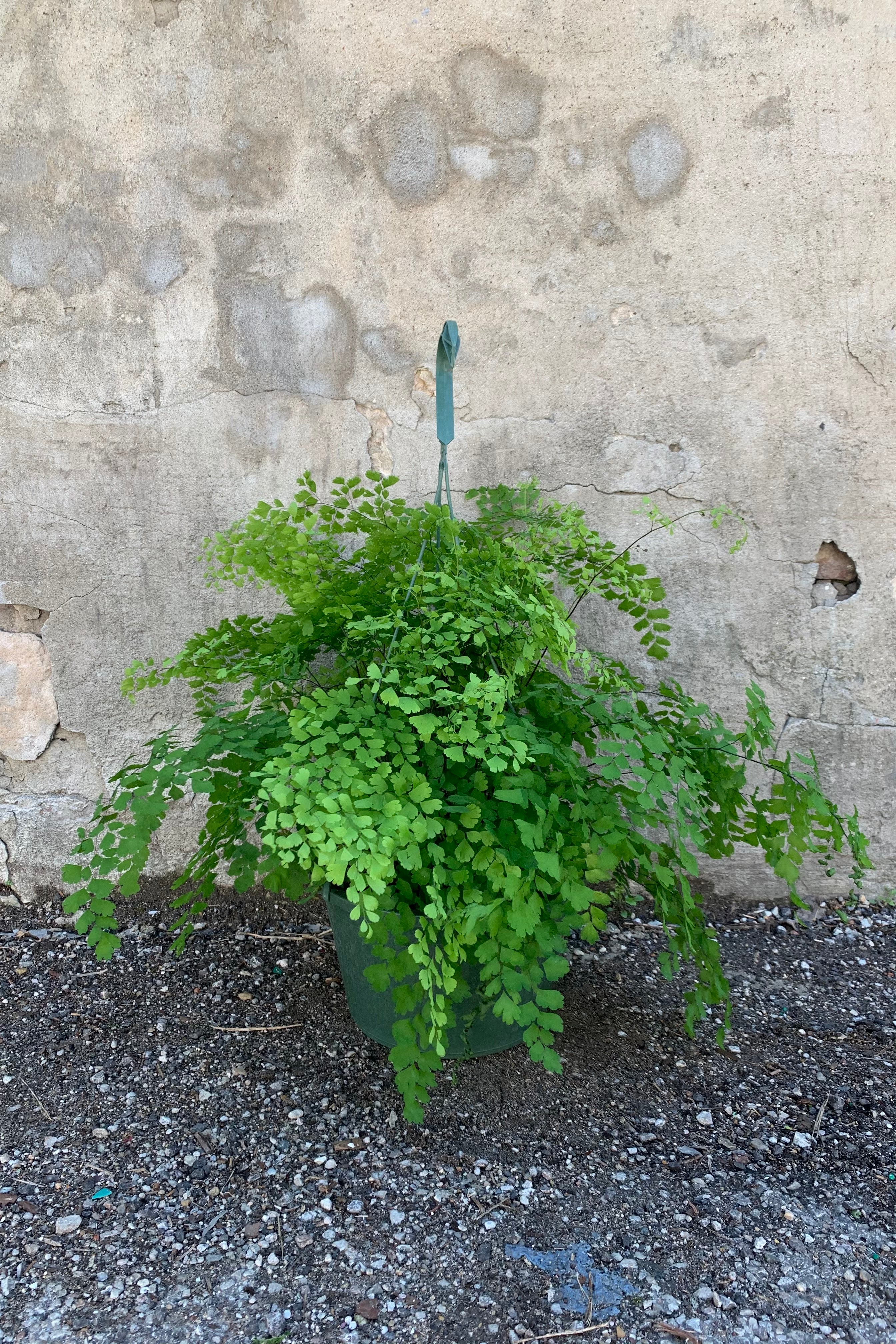 far shot of a delicate a full maidenhair fern