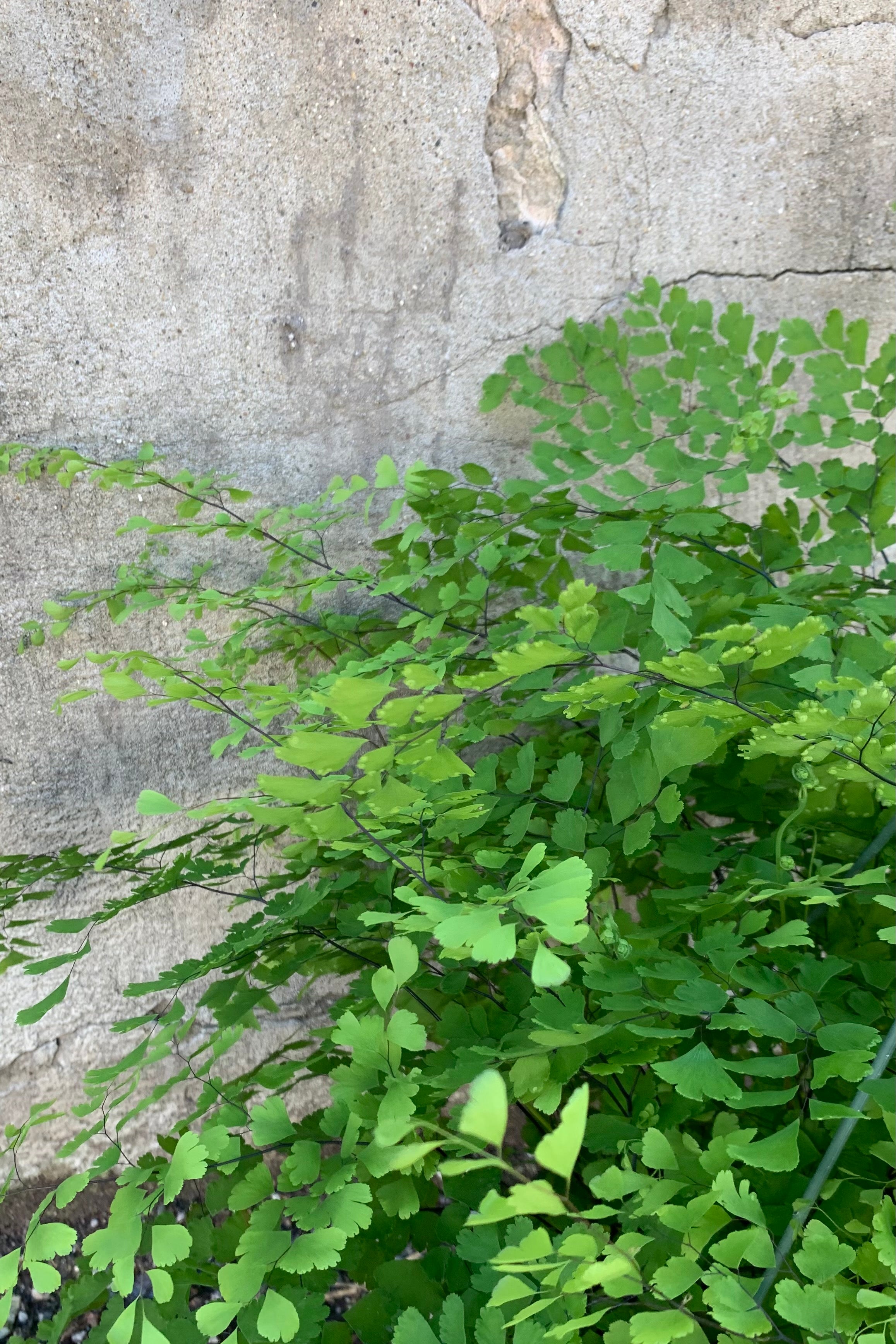 close up detail of dainty maidenhair fern