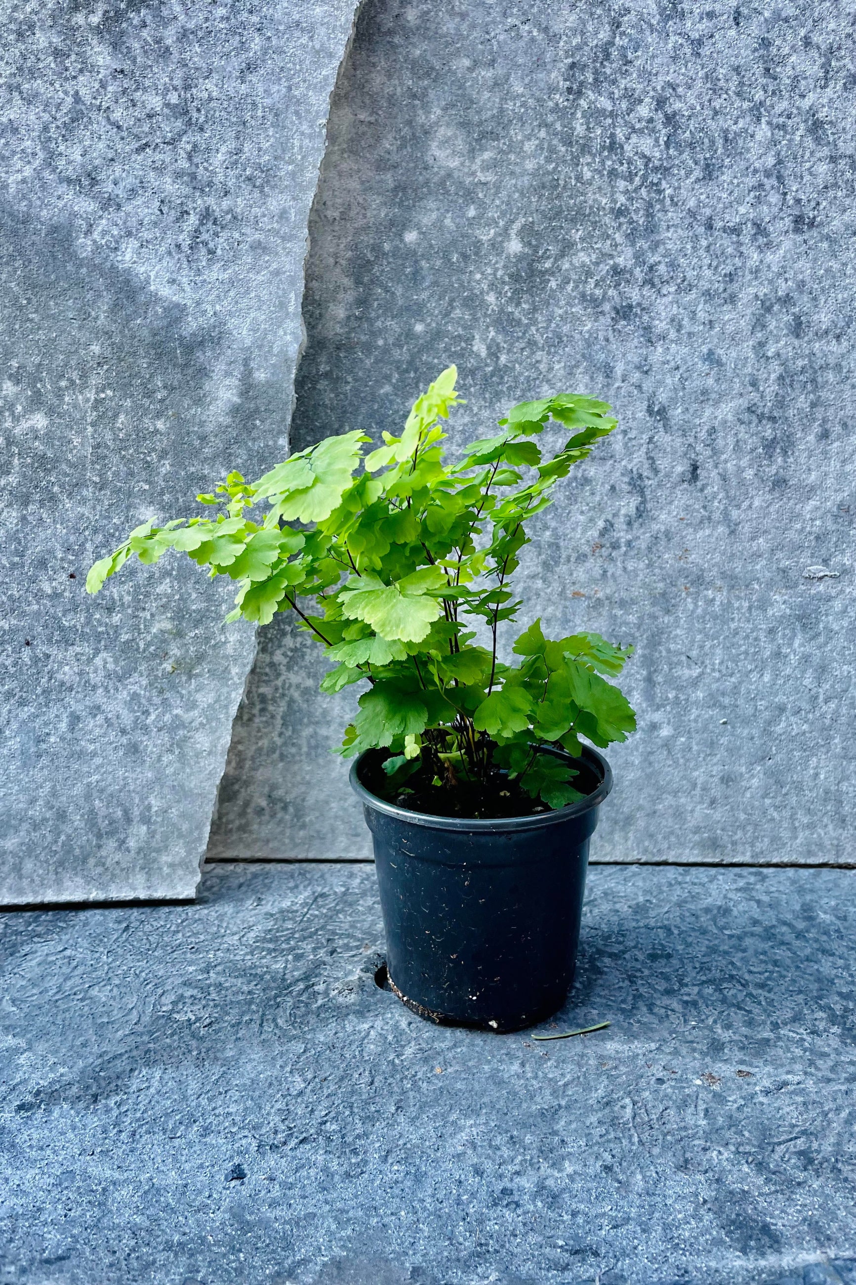 The Adiantum raddianum “Maidenhair Fern" sits against a grey backdrop in a four inch growers pot. ©Sprout Home