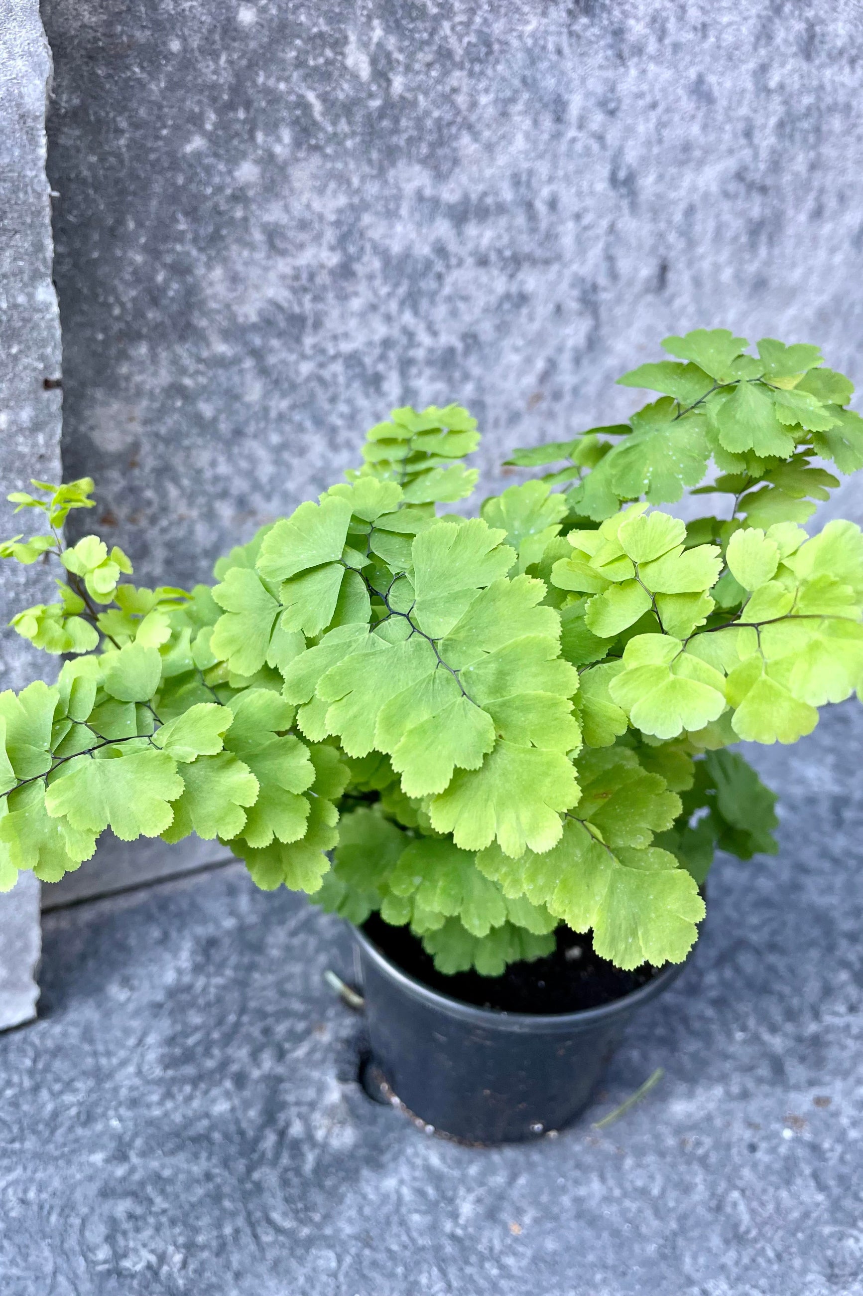 maidenhair fern potting mix Adiantum raddianum 'Fragrans' “Maidenhair Fern" 4"