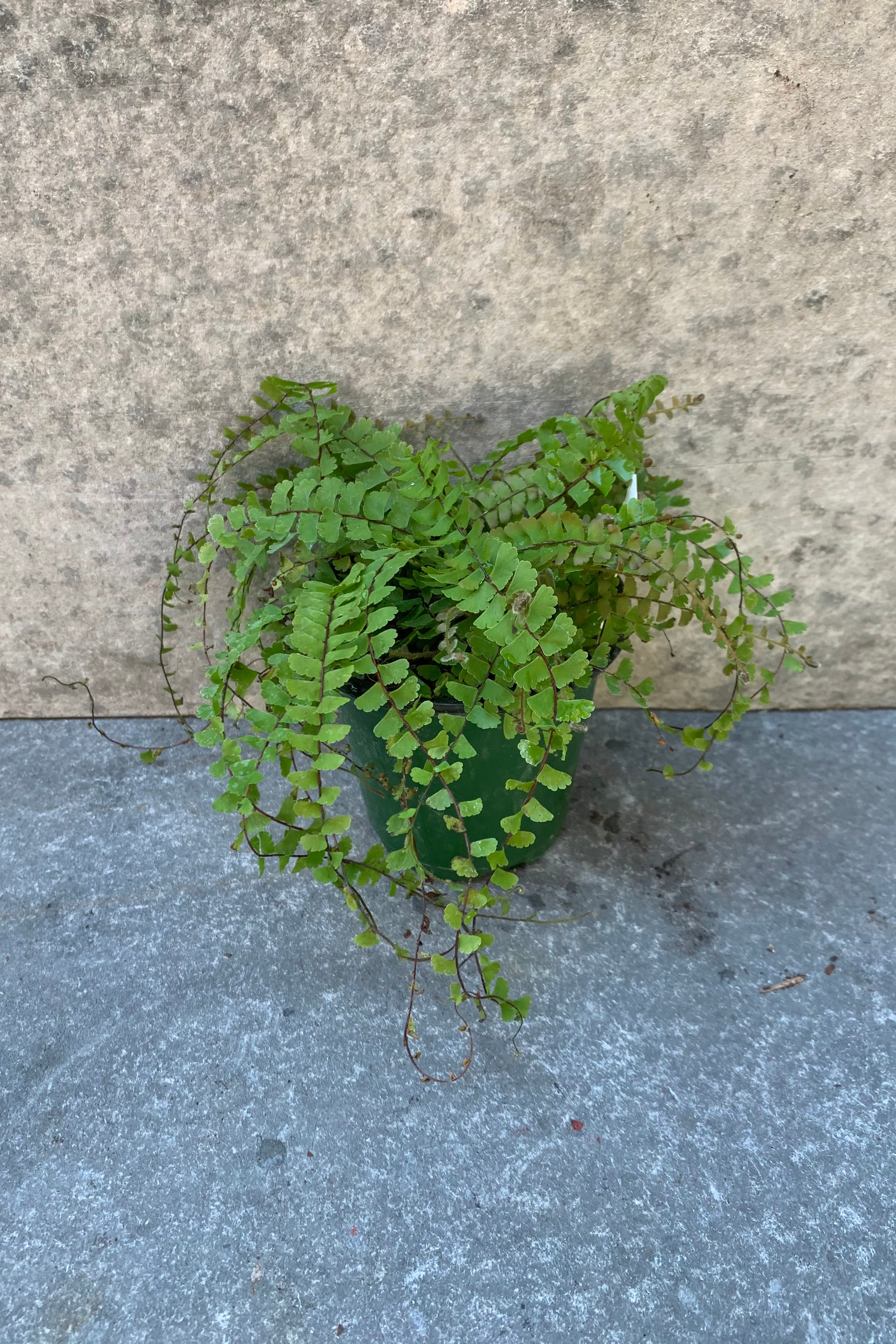 Adiantum caudate "Trailing Maidenhair" fern in a 4 inch pot.