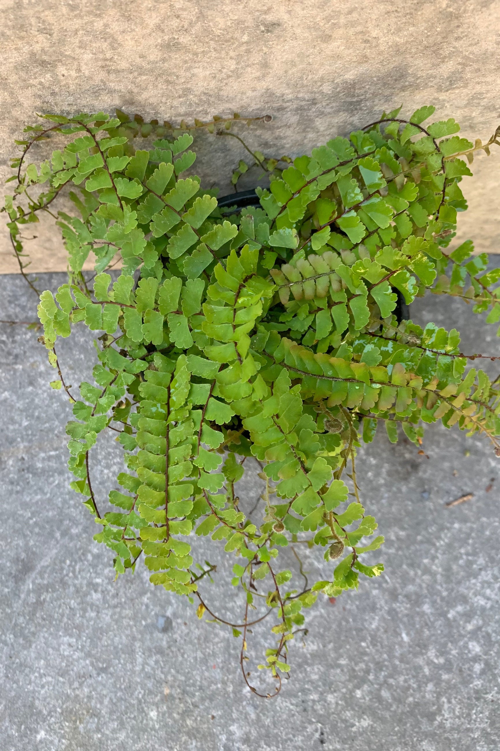 The crazy delicate and winding leaves of the Trailing Maidenhair fern. ©Sprout Home