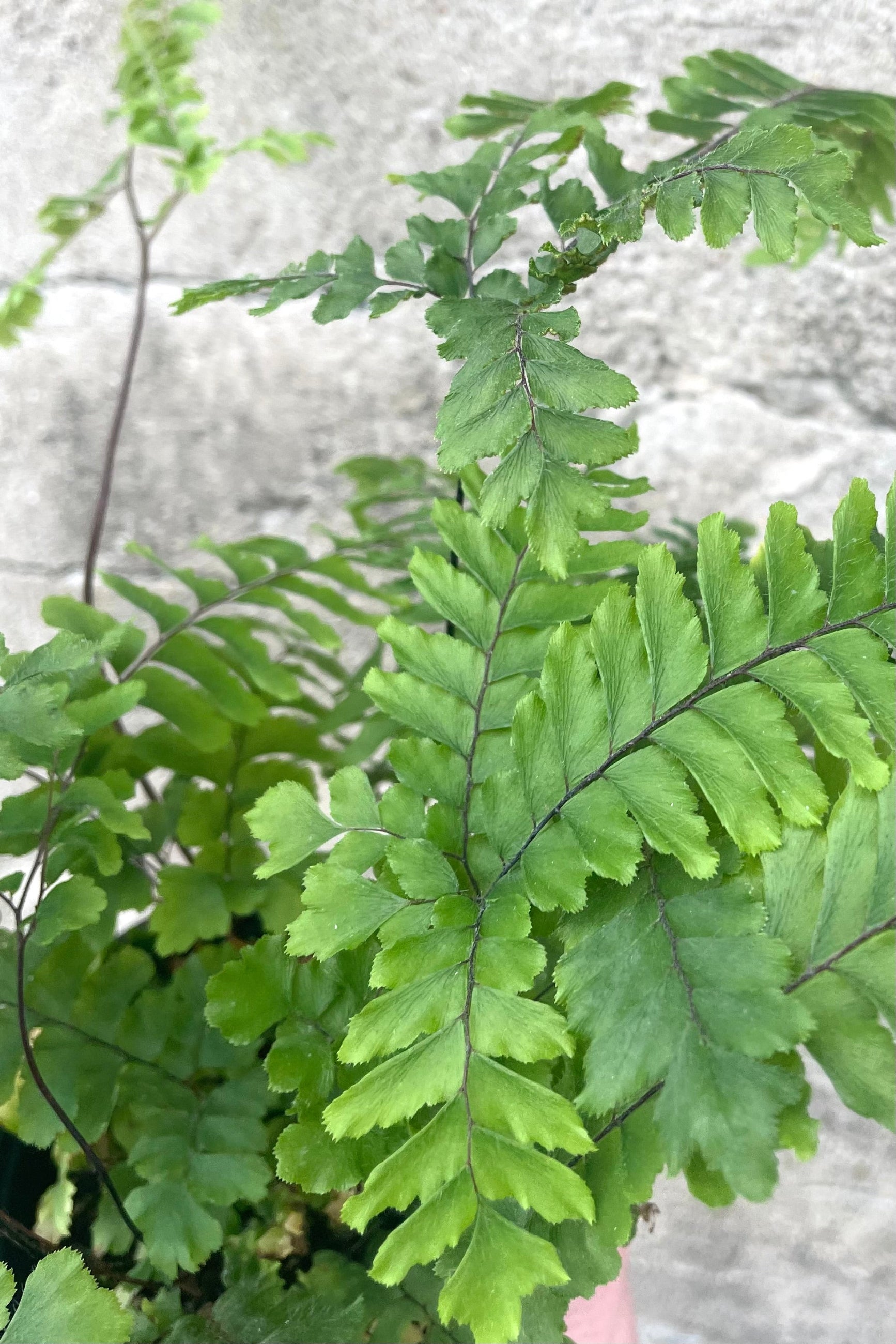 A detailed view of Adiantum hispidulum "Rosy Maidenhair" 4" against concrete backdrop ©Sprout Home