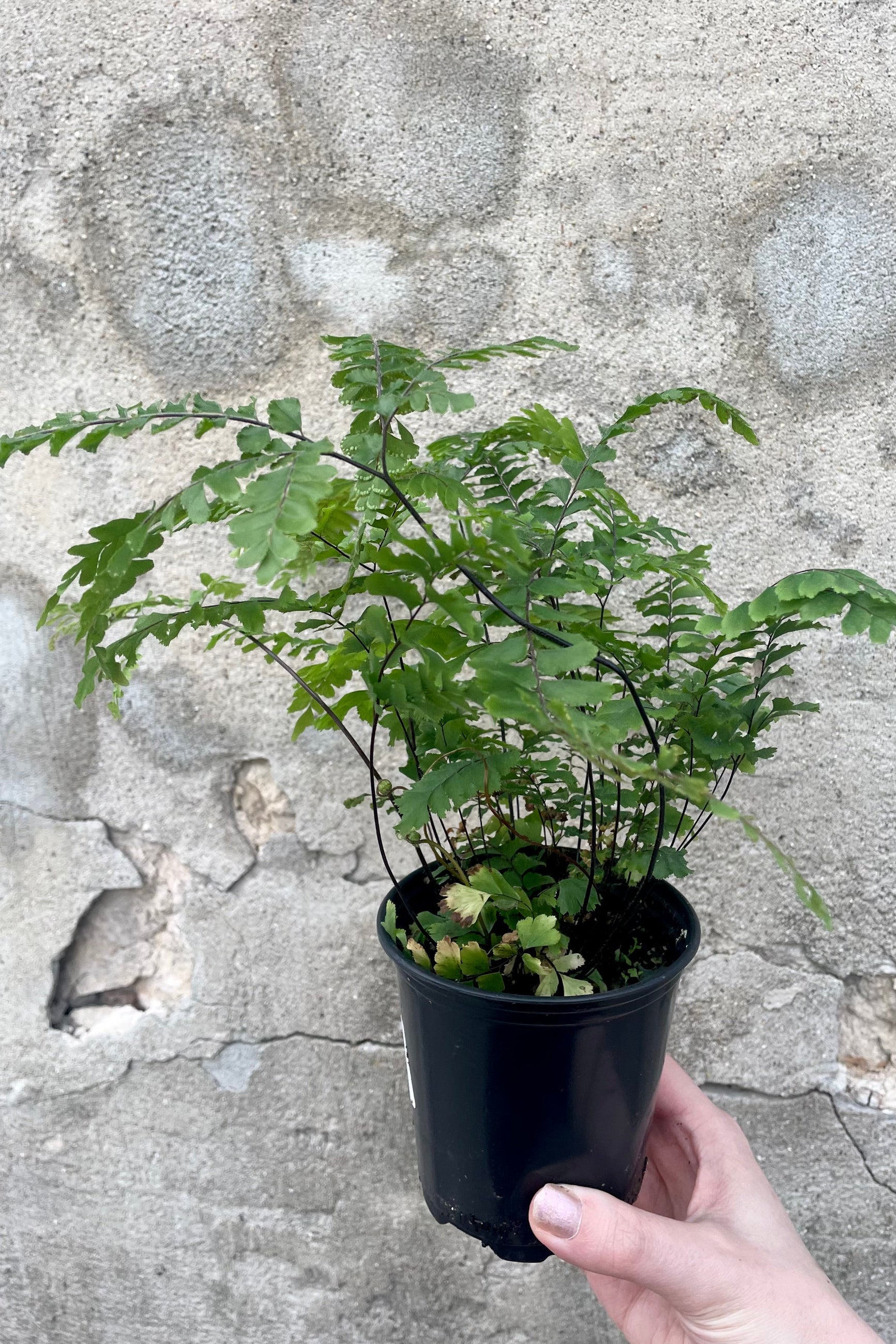 Adiantum plant being held in a 4' grower pot ©Sprout Home