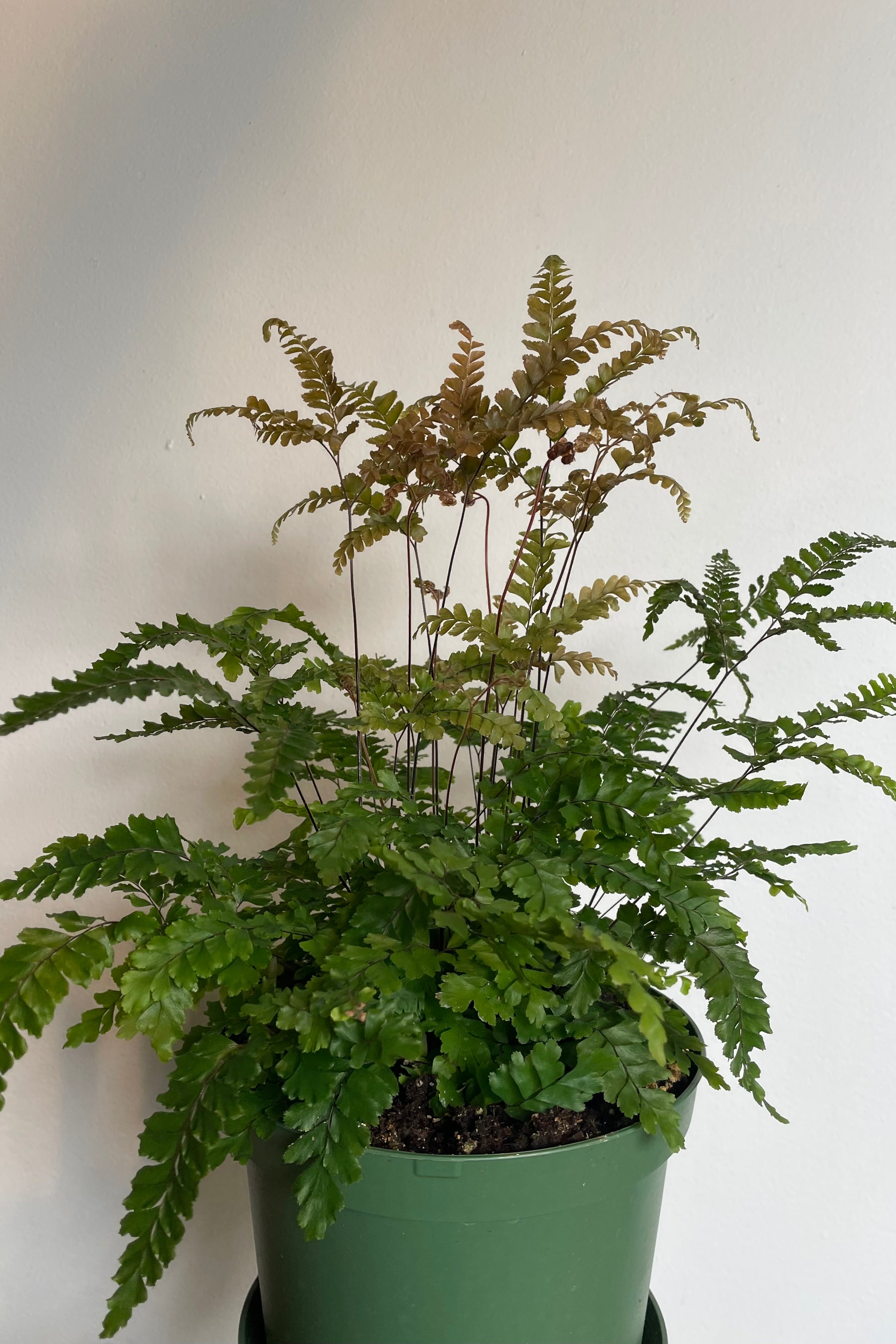Photo of delicate green and bronze leaves of Adiantum