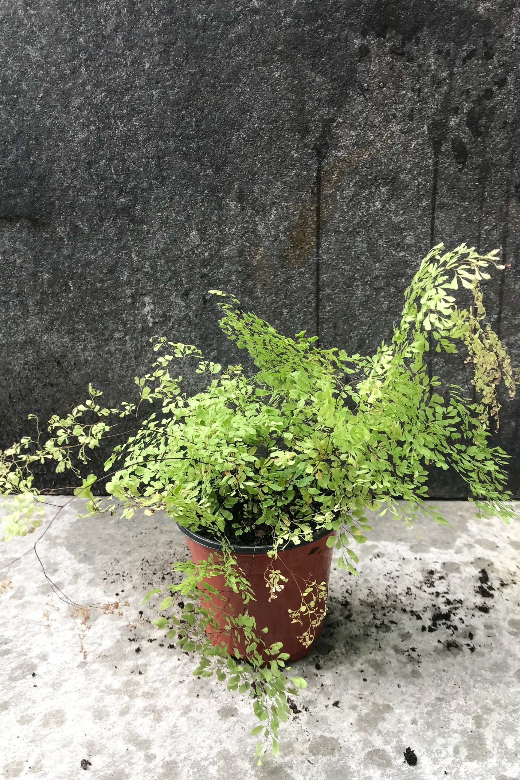 Little Lady fern in a 4" growers pot against a concrete wall ©Sprout Home