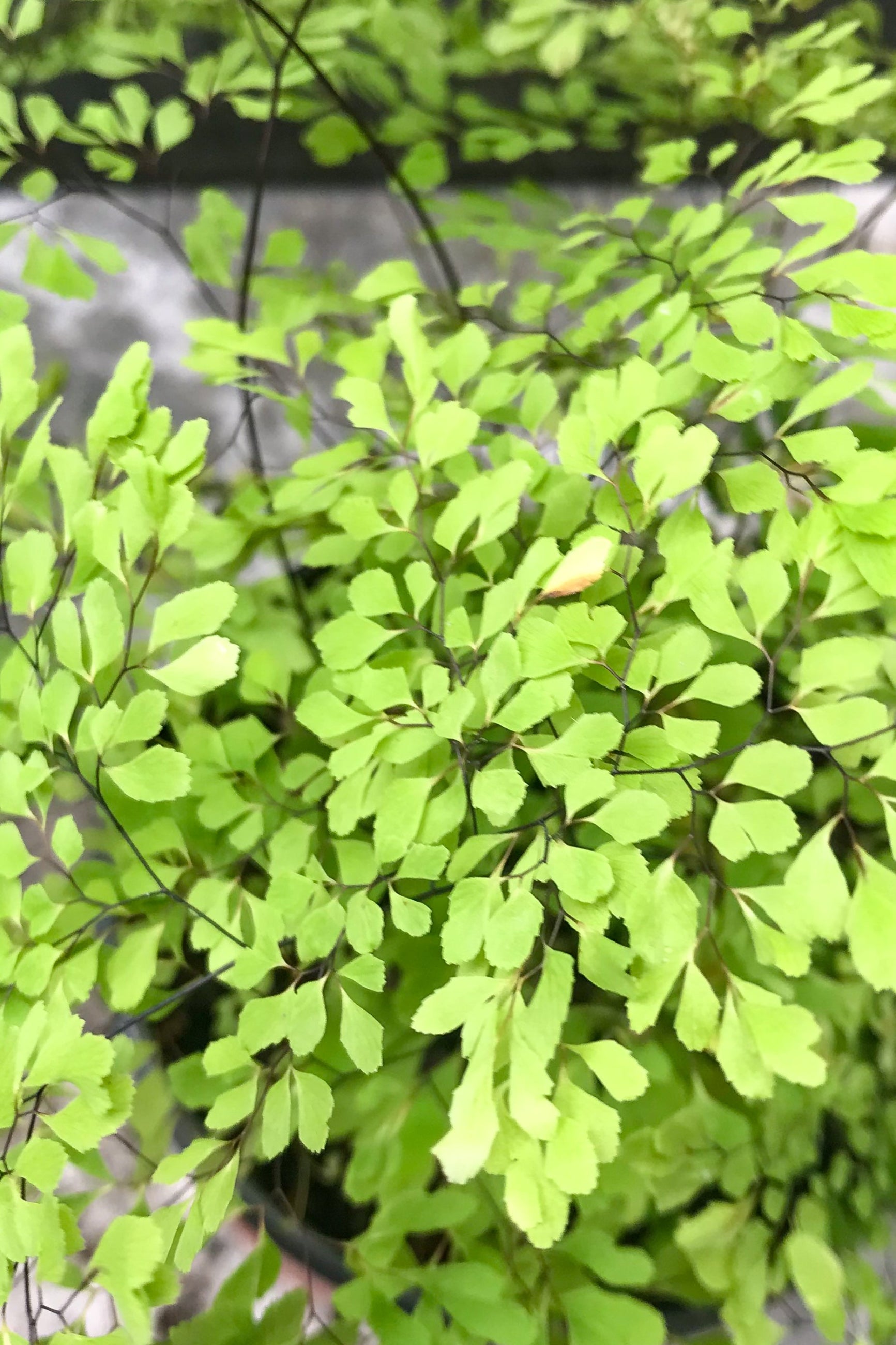 A close-up image of Adiantum microphyllum 'Little Lady Fern' with vibrant green, delicate leaves. ©Sprout Home
