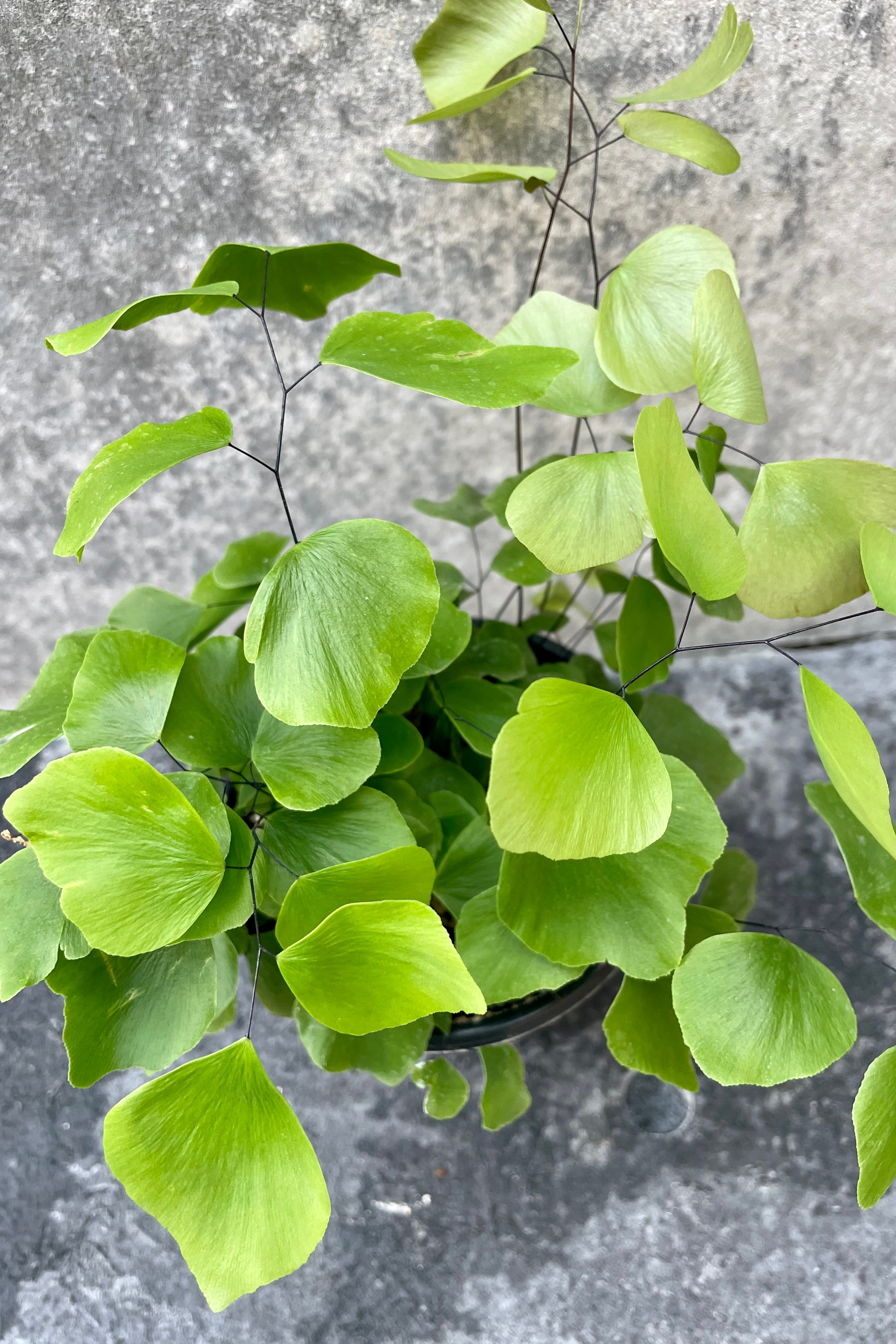 The Adiantum peruvianum boasts beautiful, dangling "silver dollar" leaves.