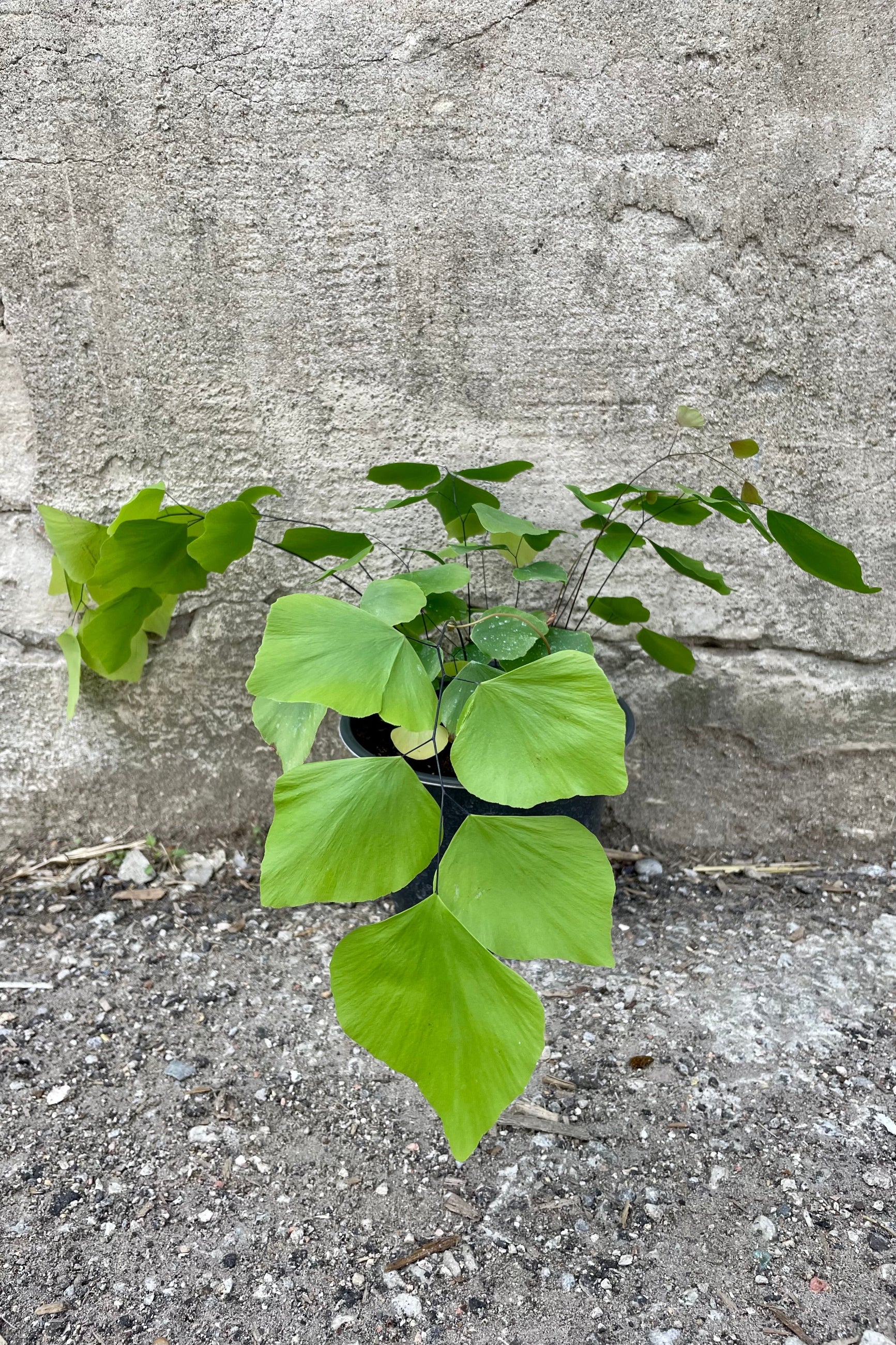 Adiantum peruvianum "Silver Dollar" 6" green growers pot green with vining leaves against a grey wall ©Sprout Home