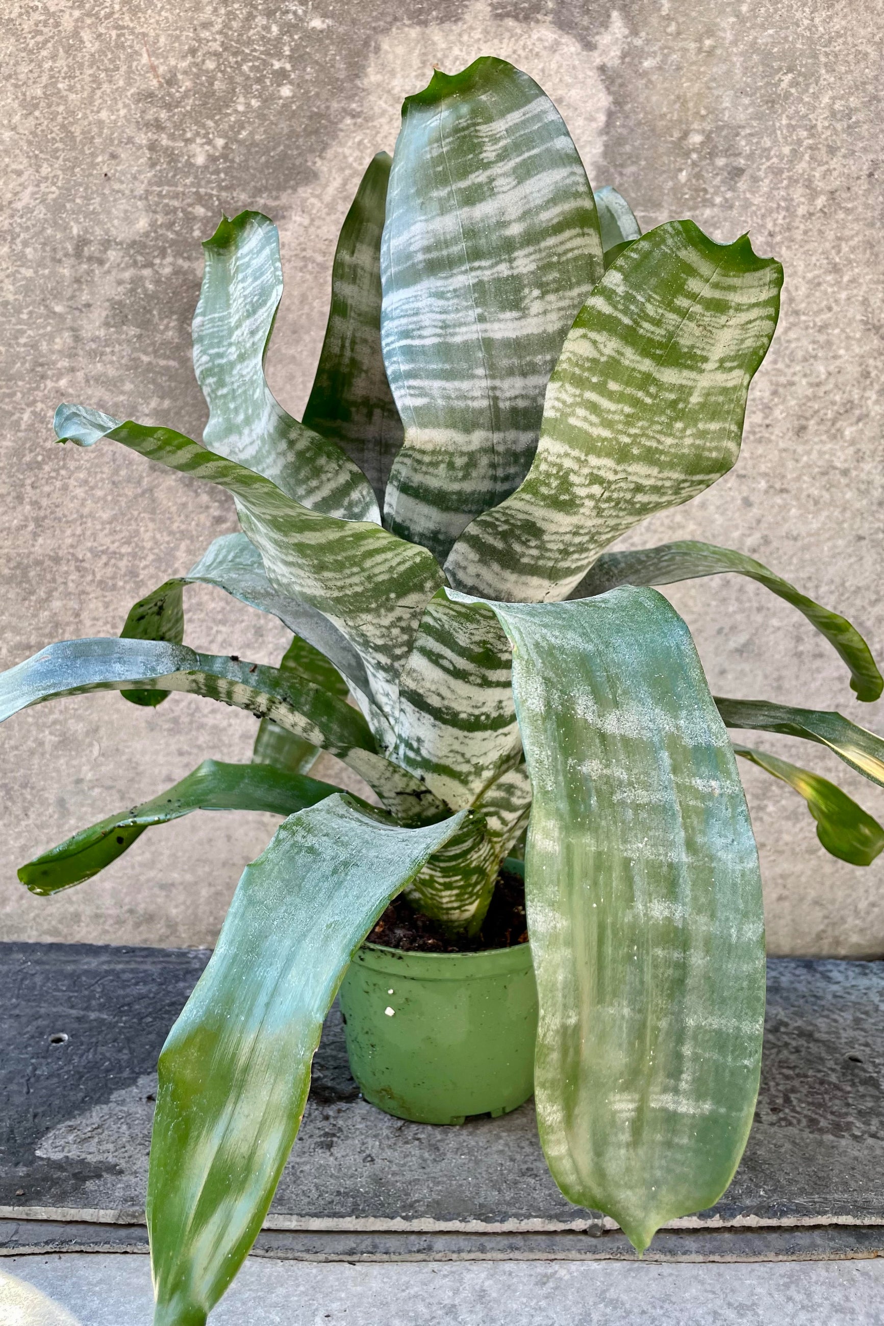 The Aechmea fasciata 'Primera' sits in a 6 inch growers pot against a grey backdrop. ©Sprout Home