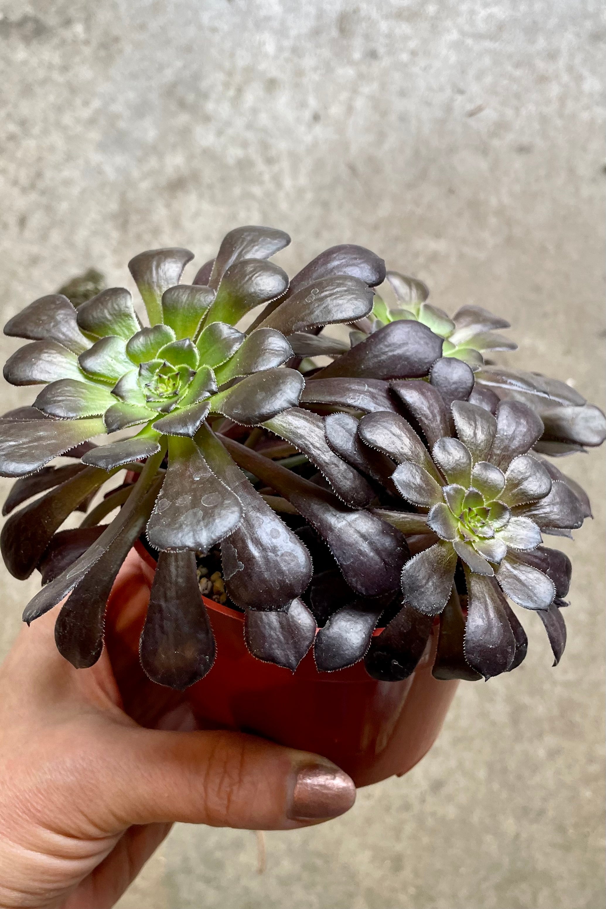 Aeonium arboretum 'Zwartkop' in a 4" growers pot and Sprout Home being held against a concrete wall.