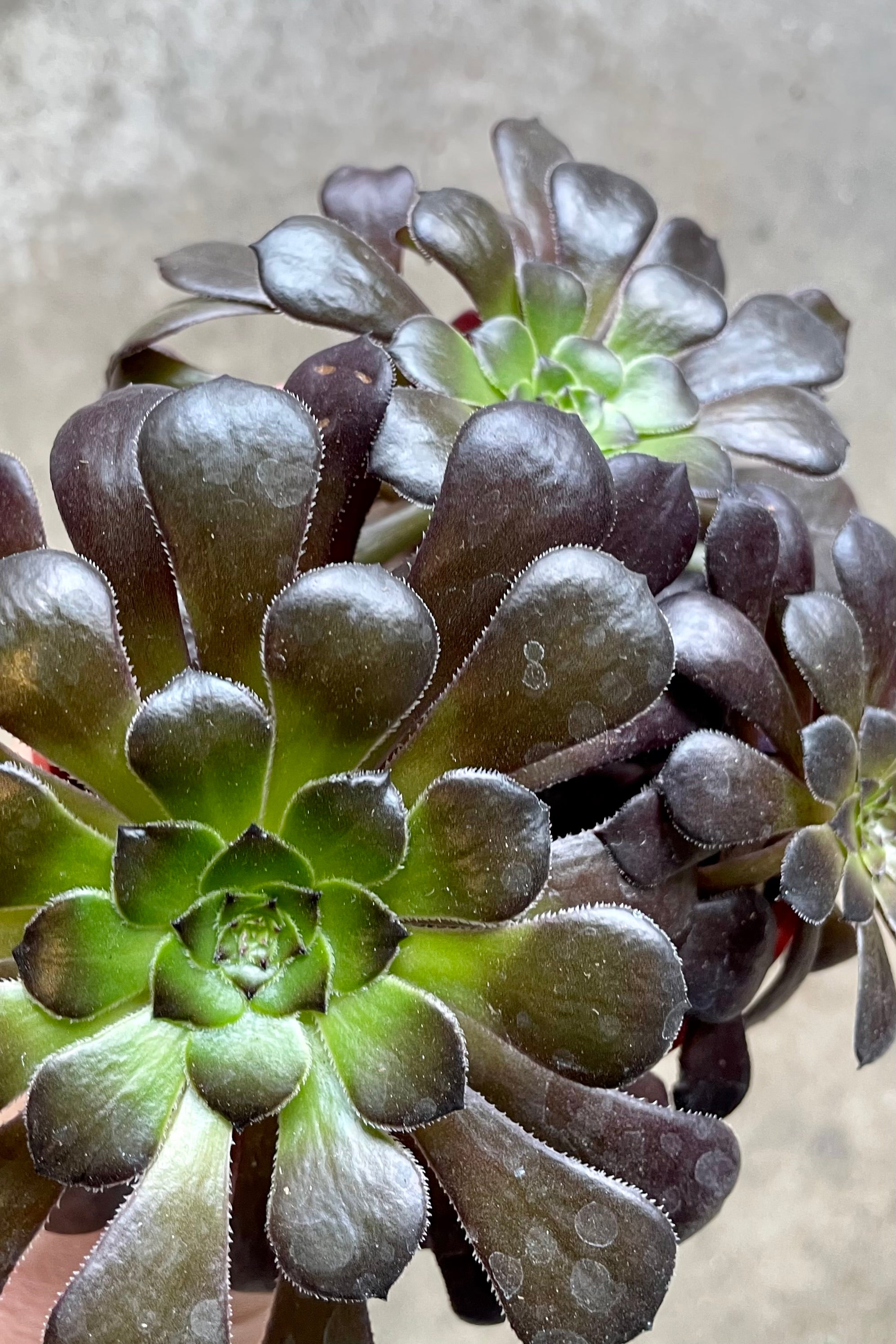 A detail picture of the dark burgundy black and green rosettes of Aeonium 'Zwartkp' at Sprout Home.