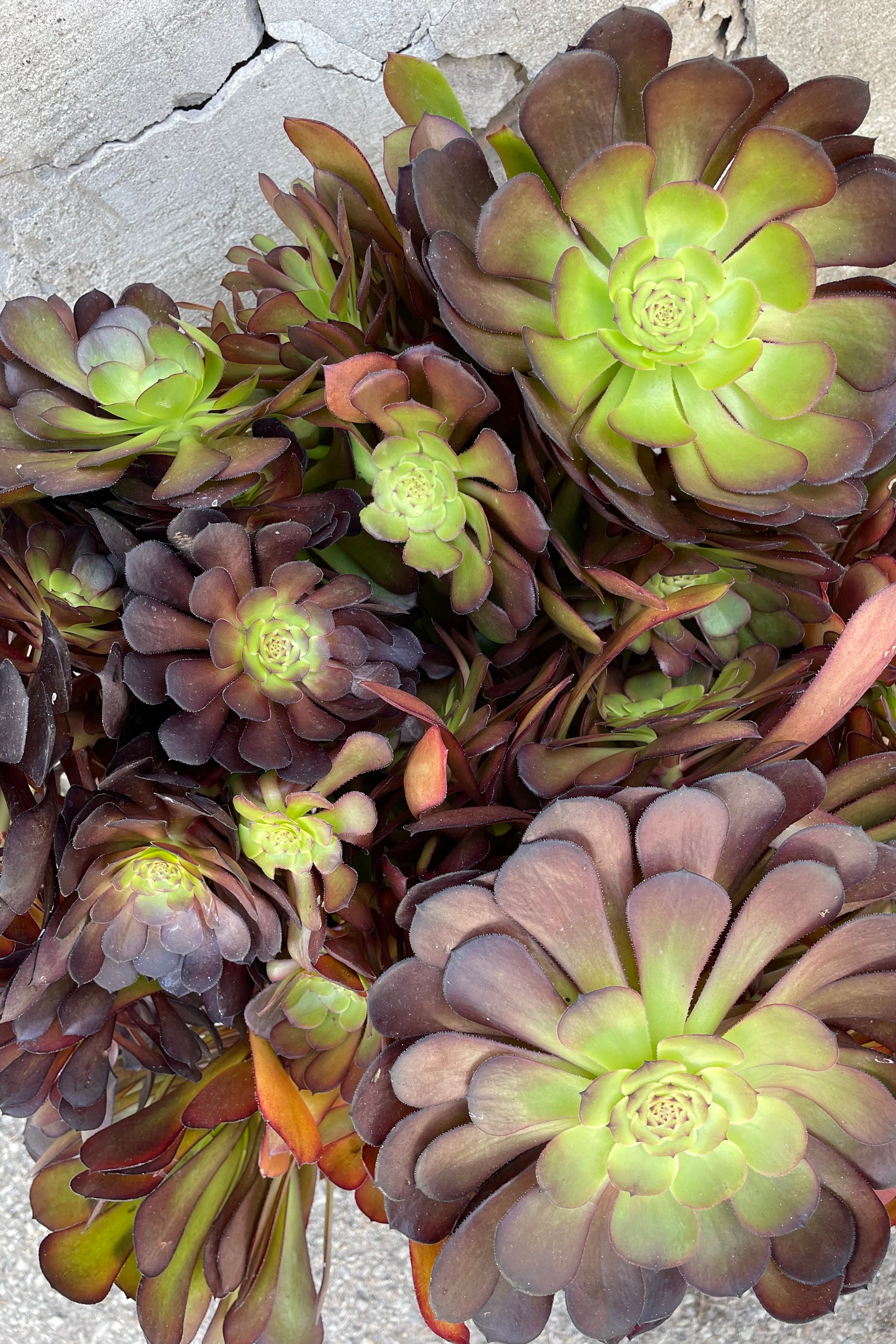 A detailed view of Aeonium 'Garnet' #5 against concrete backdrop