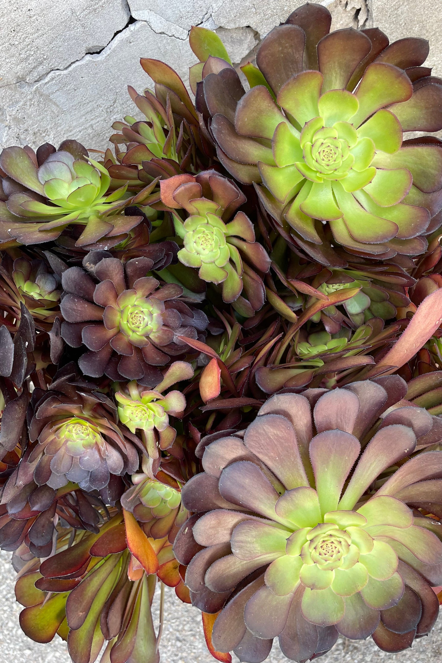 A detailed view of Aeonium 'Garnet' #5 against concrete backdrop ©Sprout Home