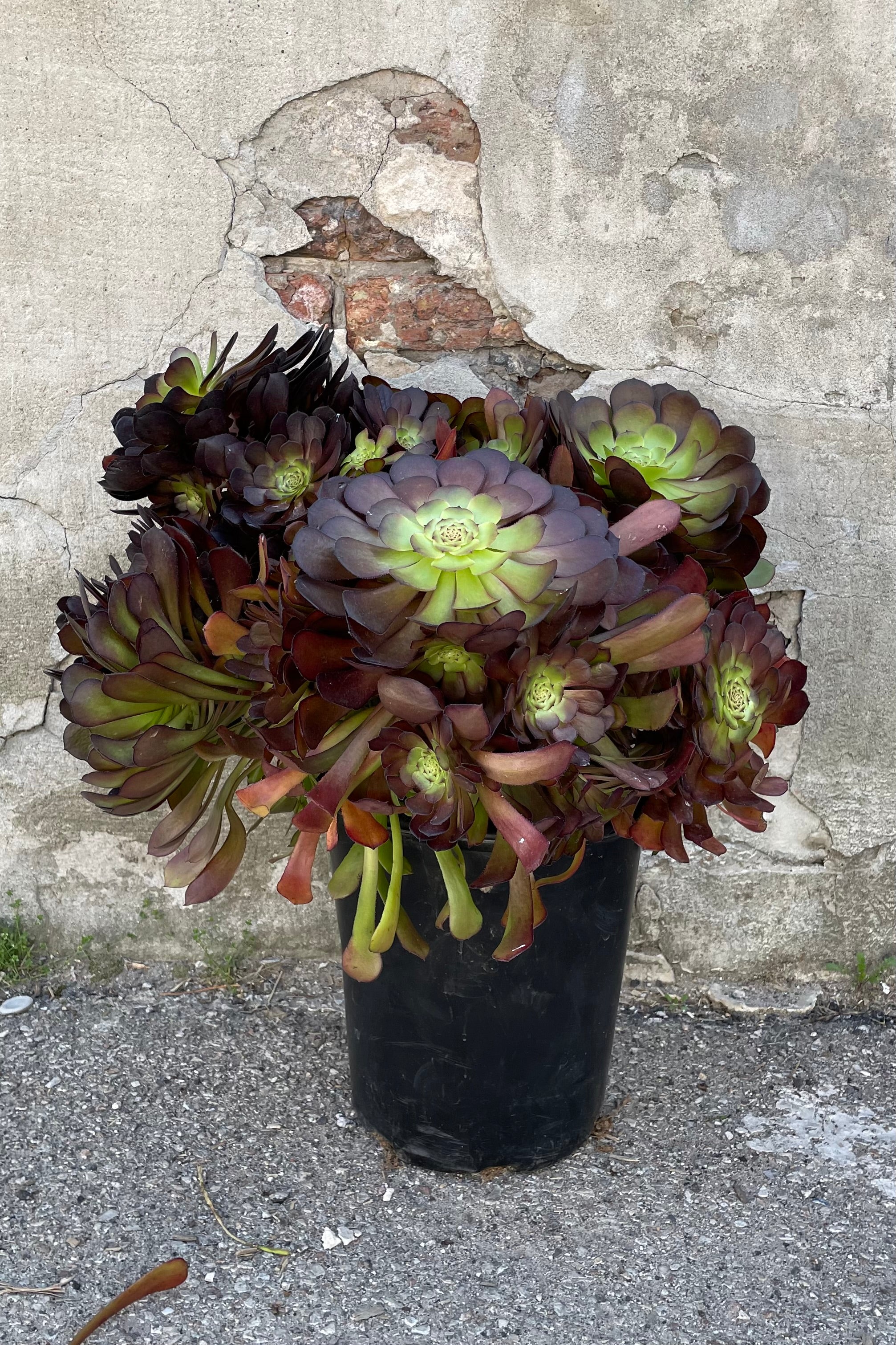 A full view of Aeonium 'Garnet' #5 in grow pot against concrete backdrop