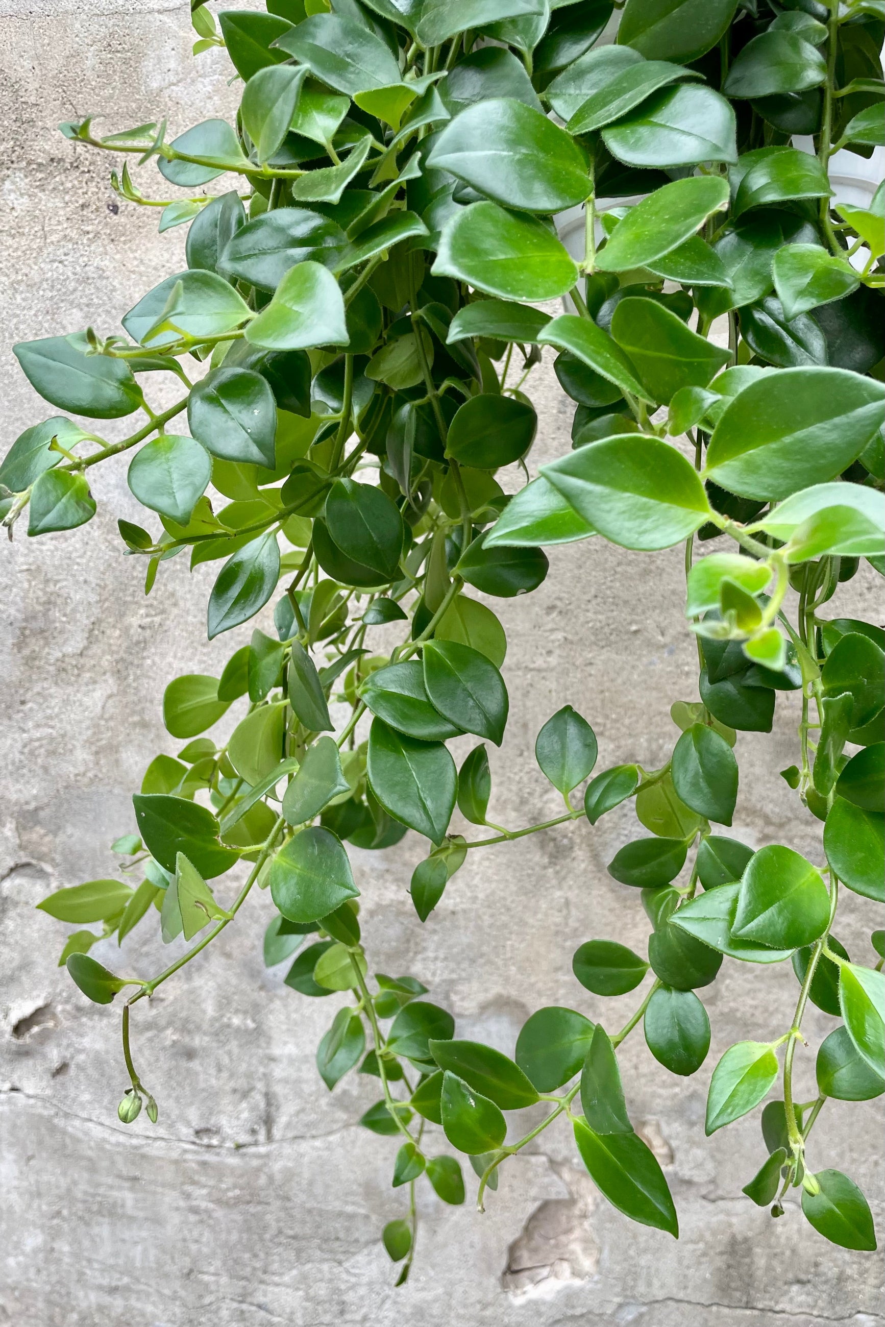 Aeschynanthus radicans 8