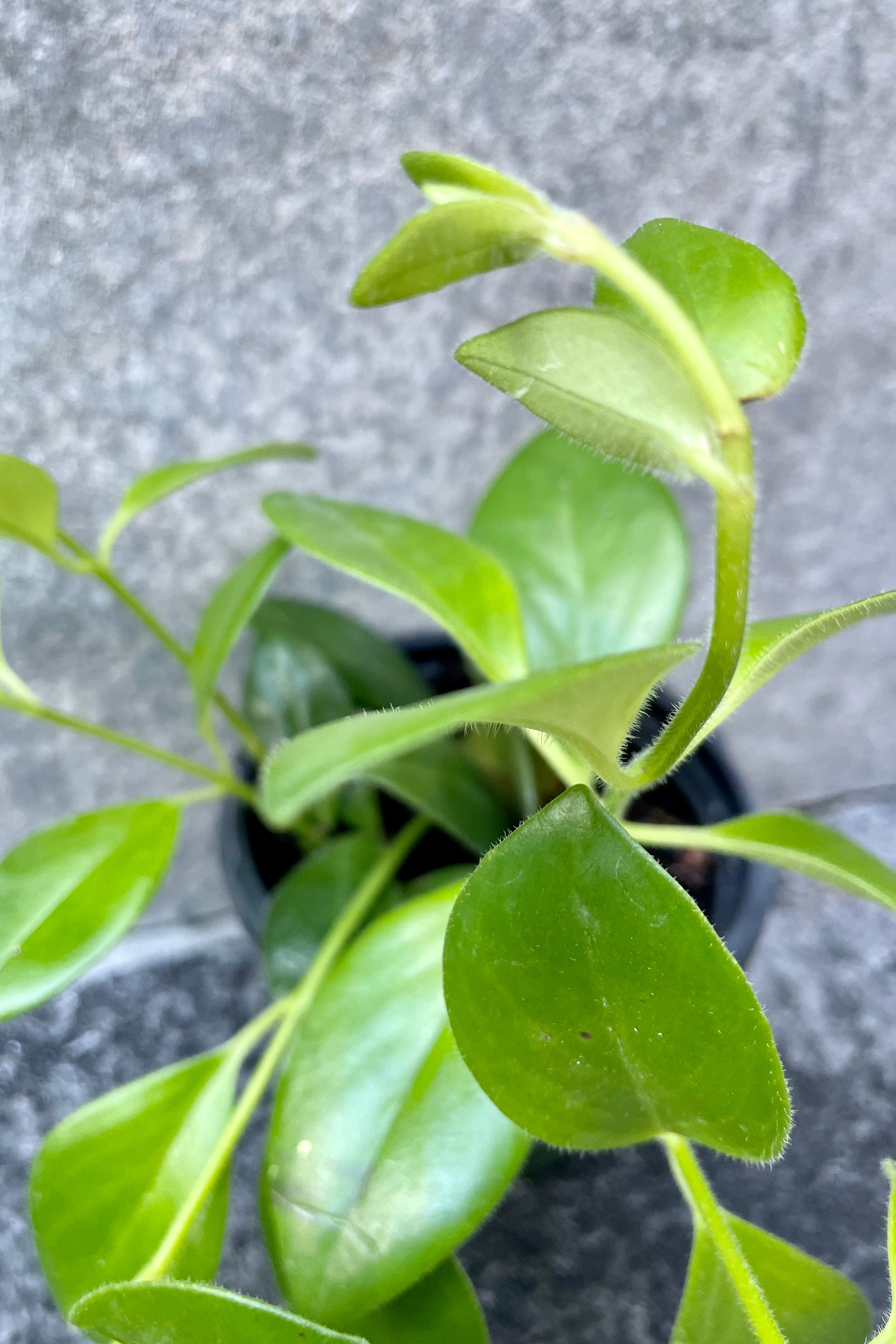 Close up of Aeschynanthus radicans in front of grey background