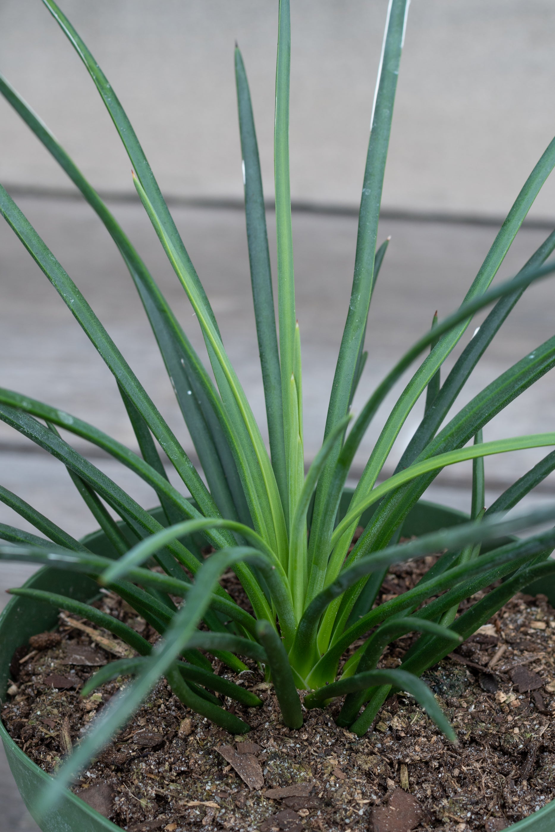 Close up of Agave geminiflora "Twin Flowered Agave"