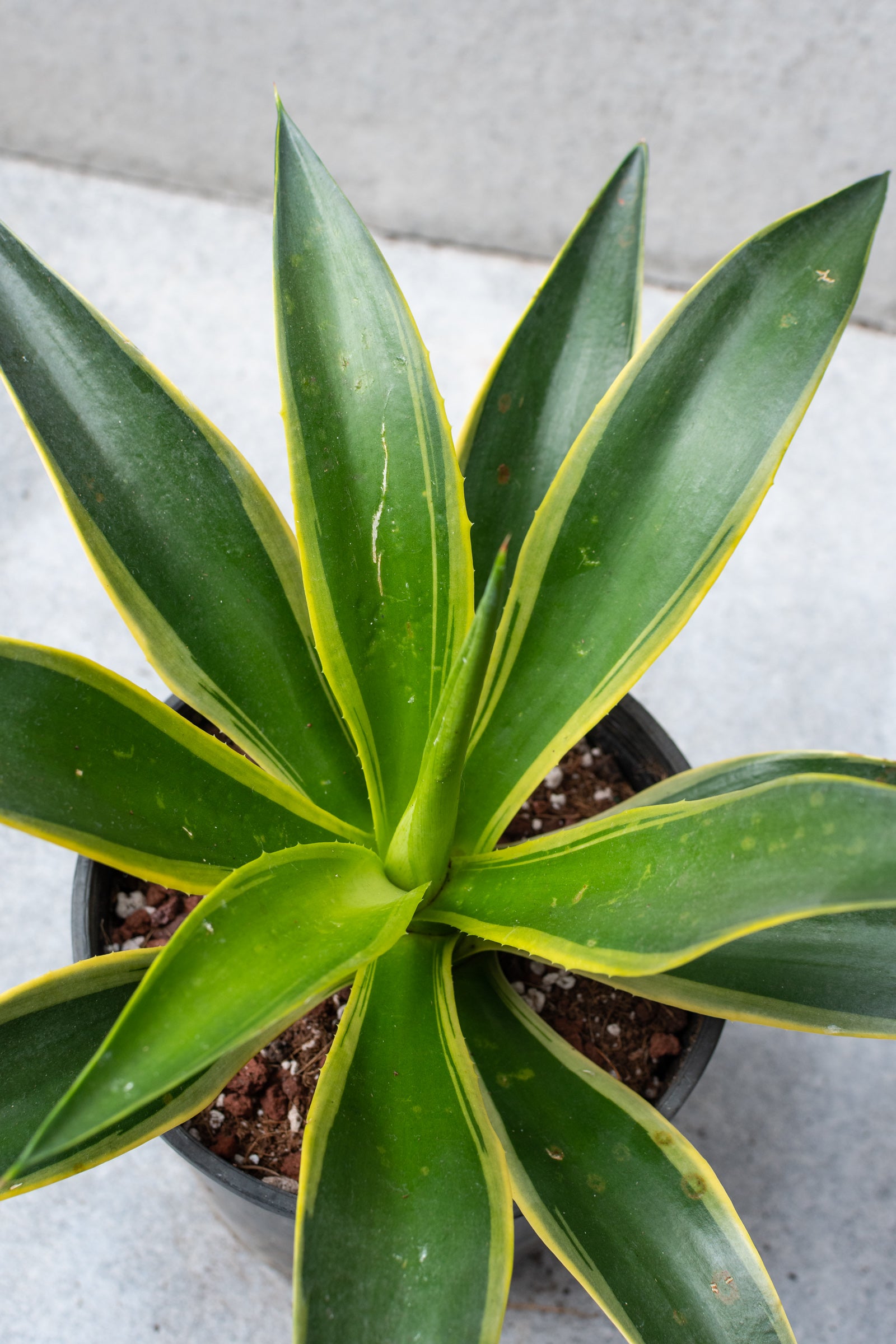 Agave lurida, variegated 6