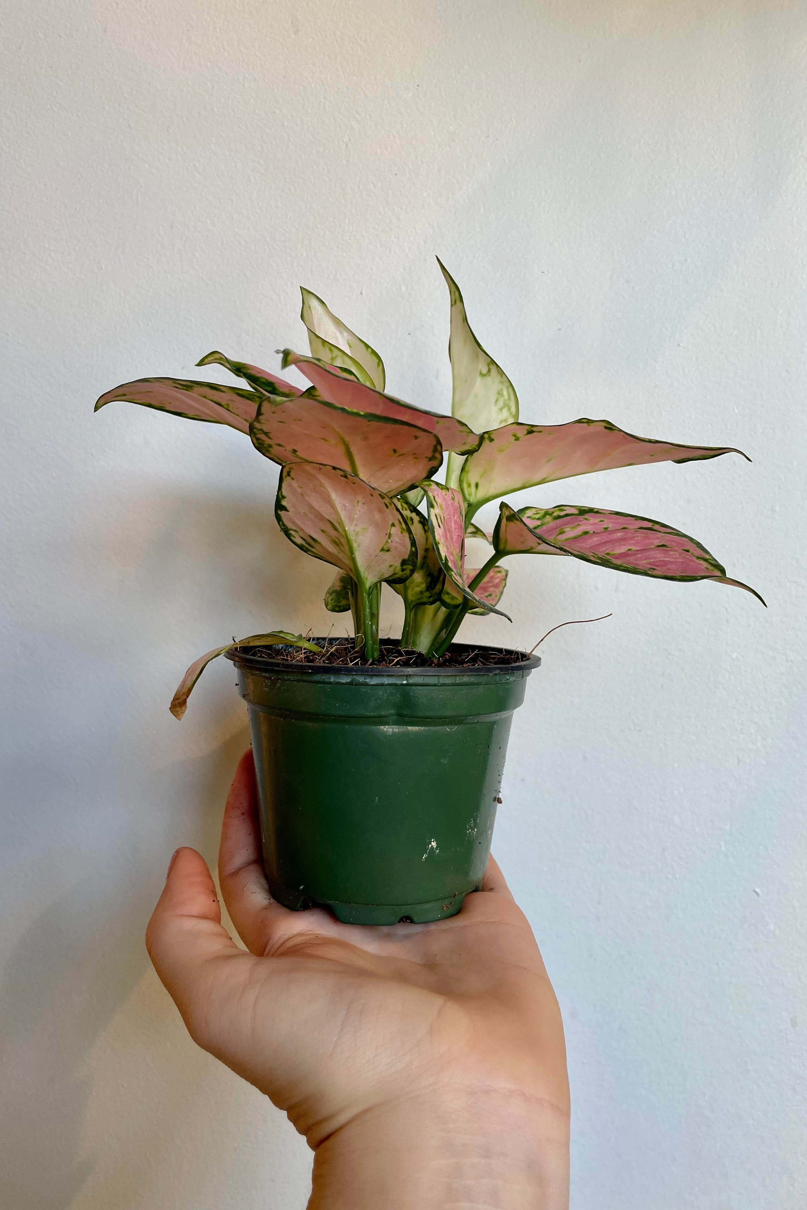 A hand holds the Aglaonema 'Cherry' against a white backdrop.