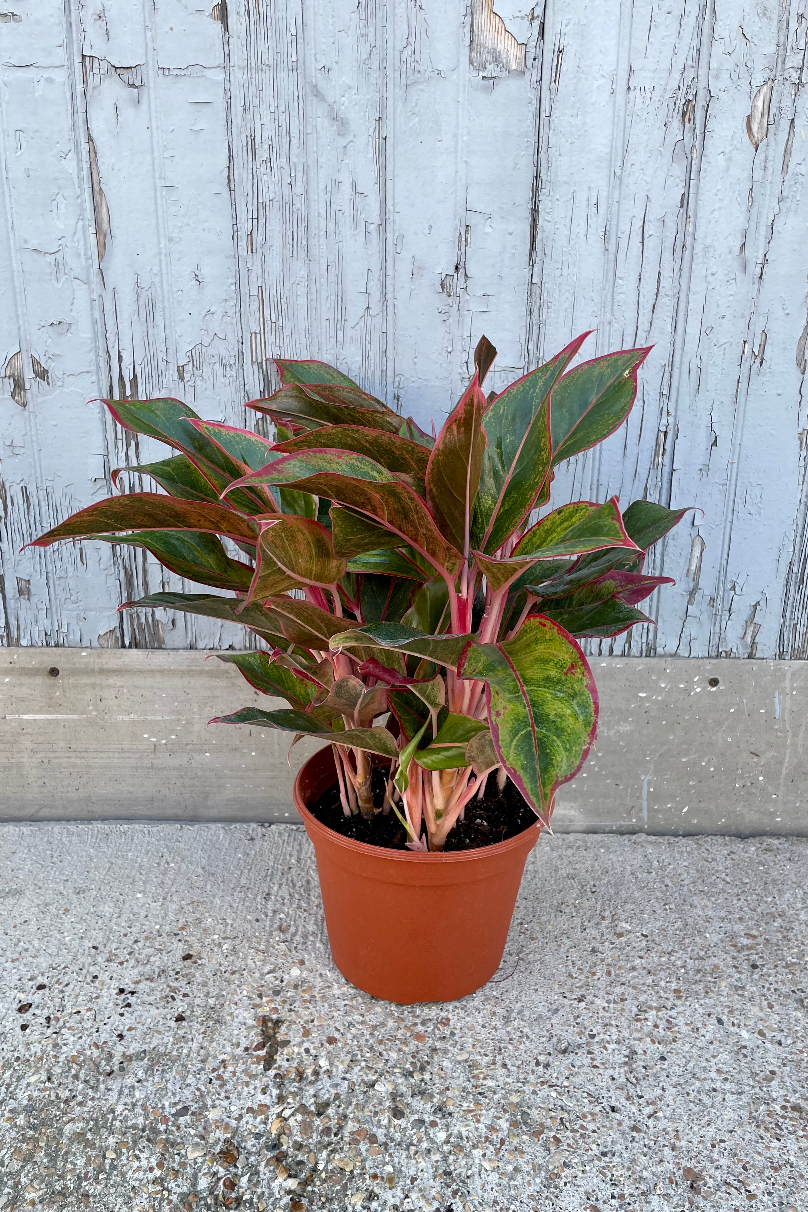 An Aglaonema 'Creta' în a 8" growers pot at Sprout Home.