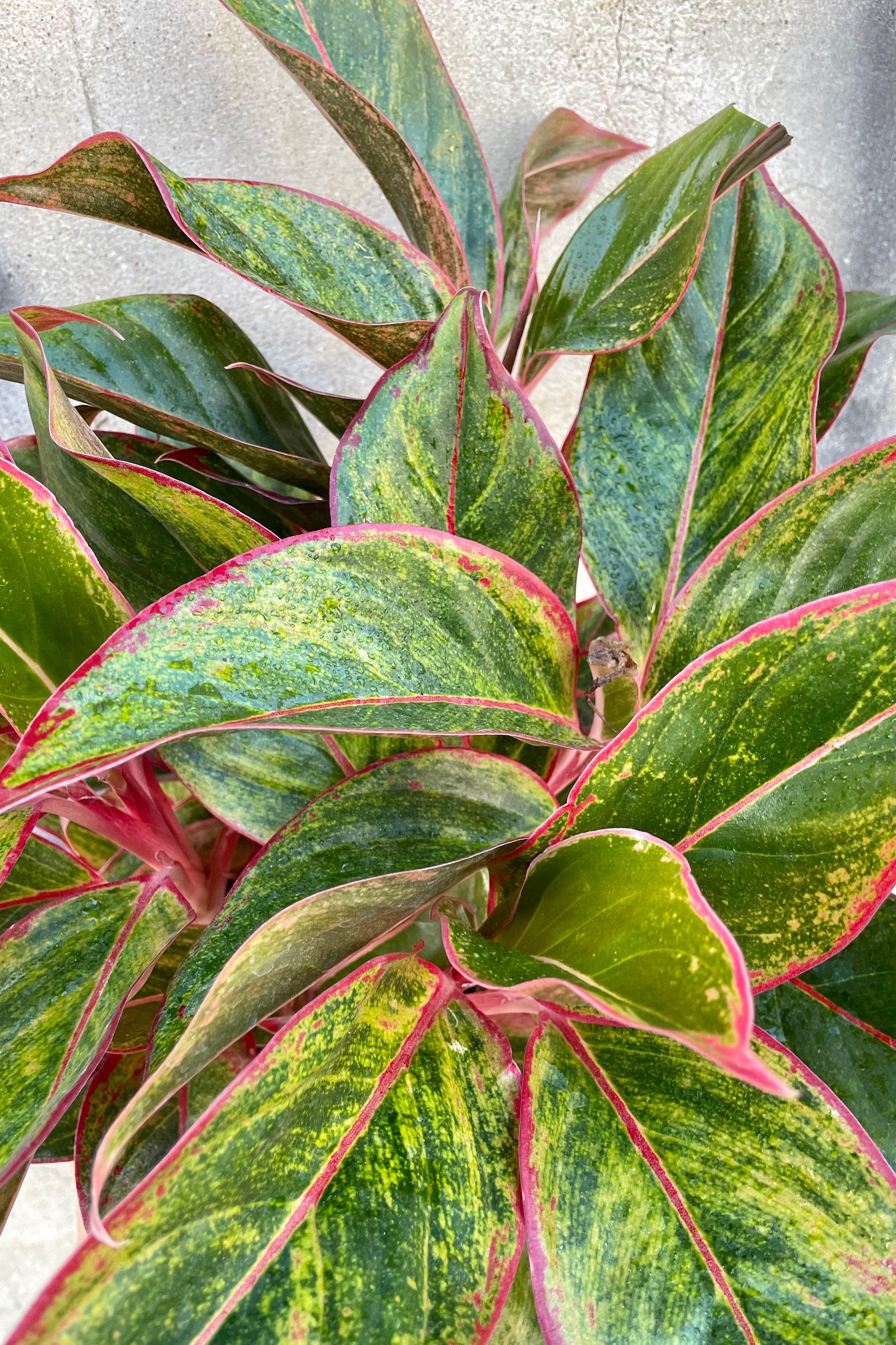 Detail picture of the bright variegated leaves of green, yellow and pink on the Aglaonema 'Creta' at Sprout Home