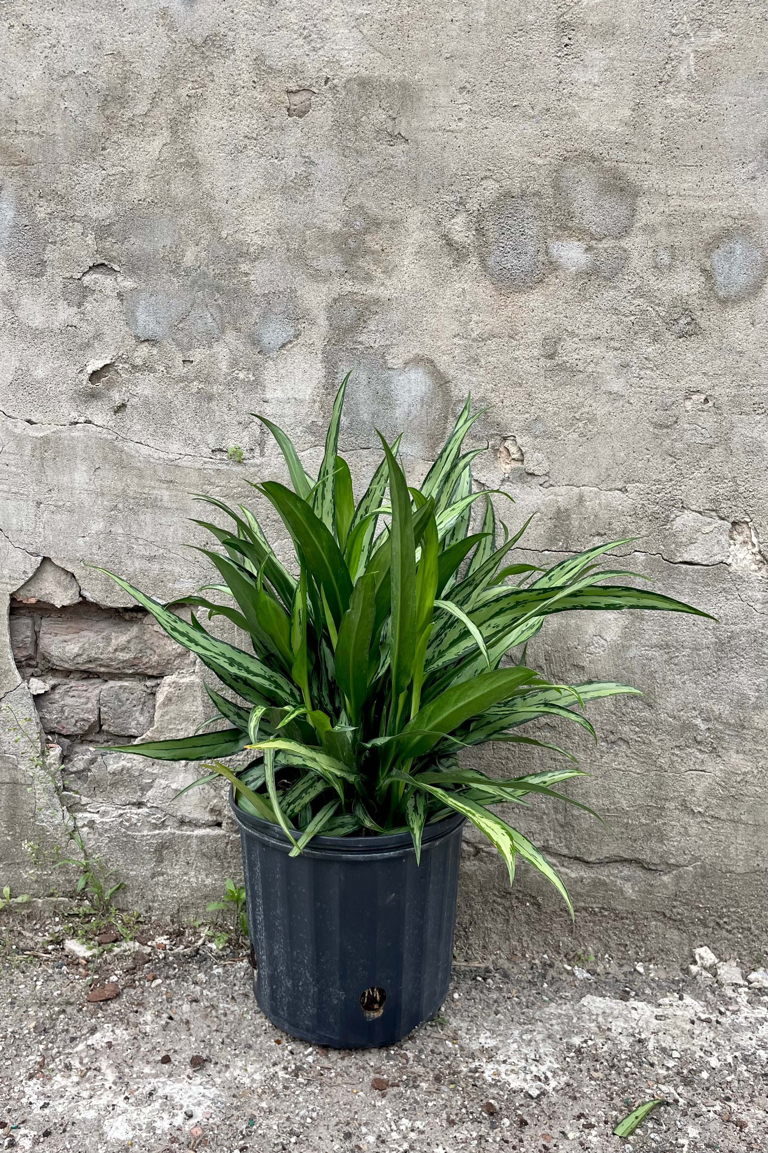 Aglaonema 'Cutlass' 10" black growers pot with variegated green leaves against a grey wall