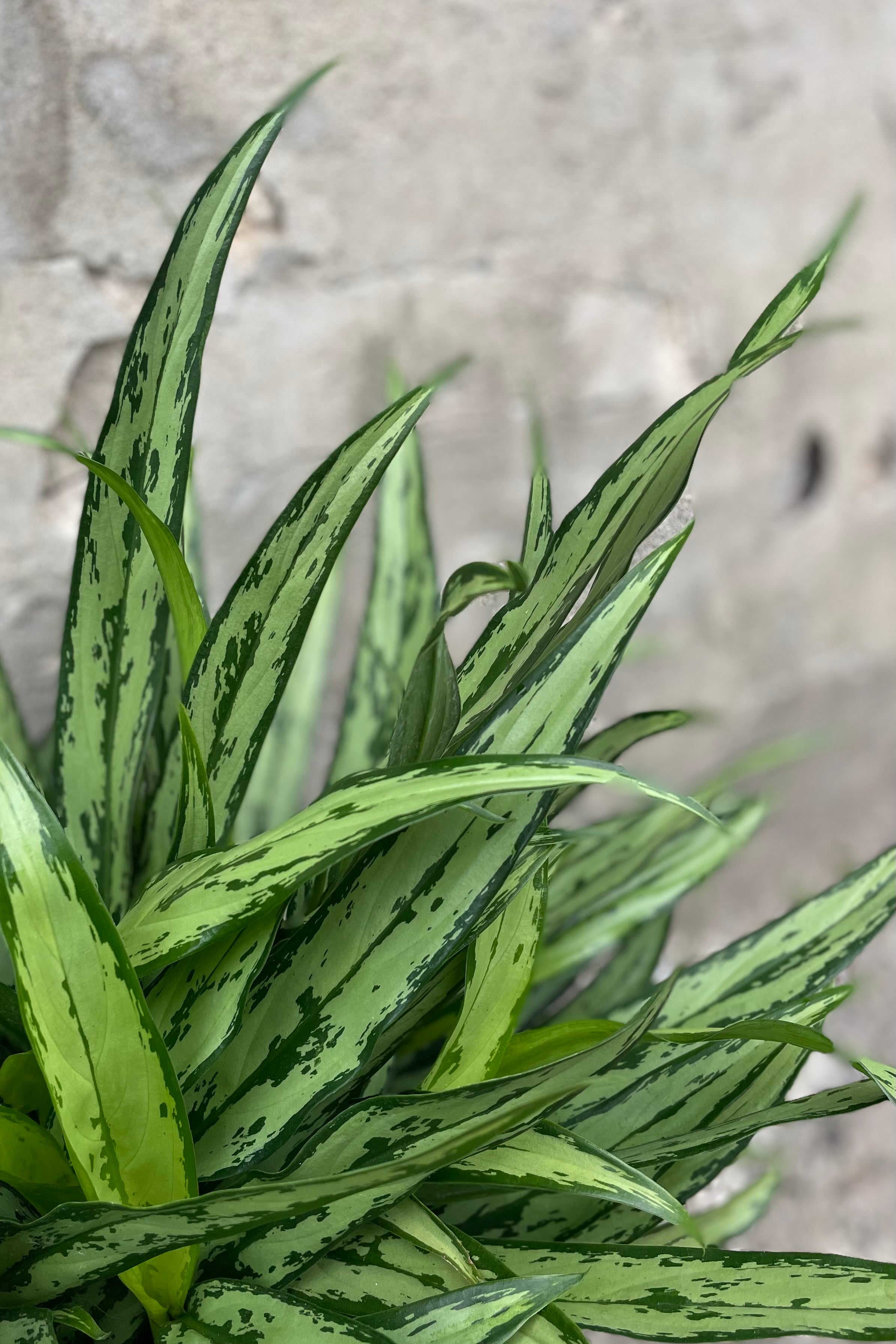 detail of Aglaonema 'Cutlass' 10" variegated green leaves against a grey wall