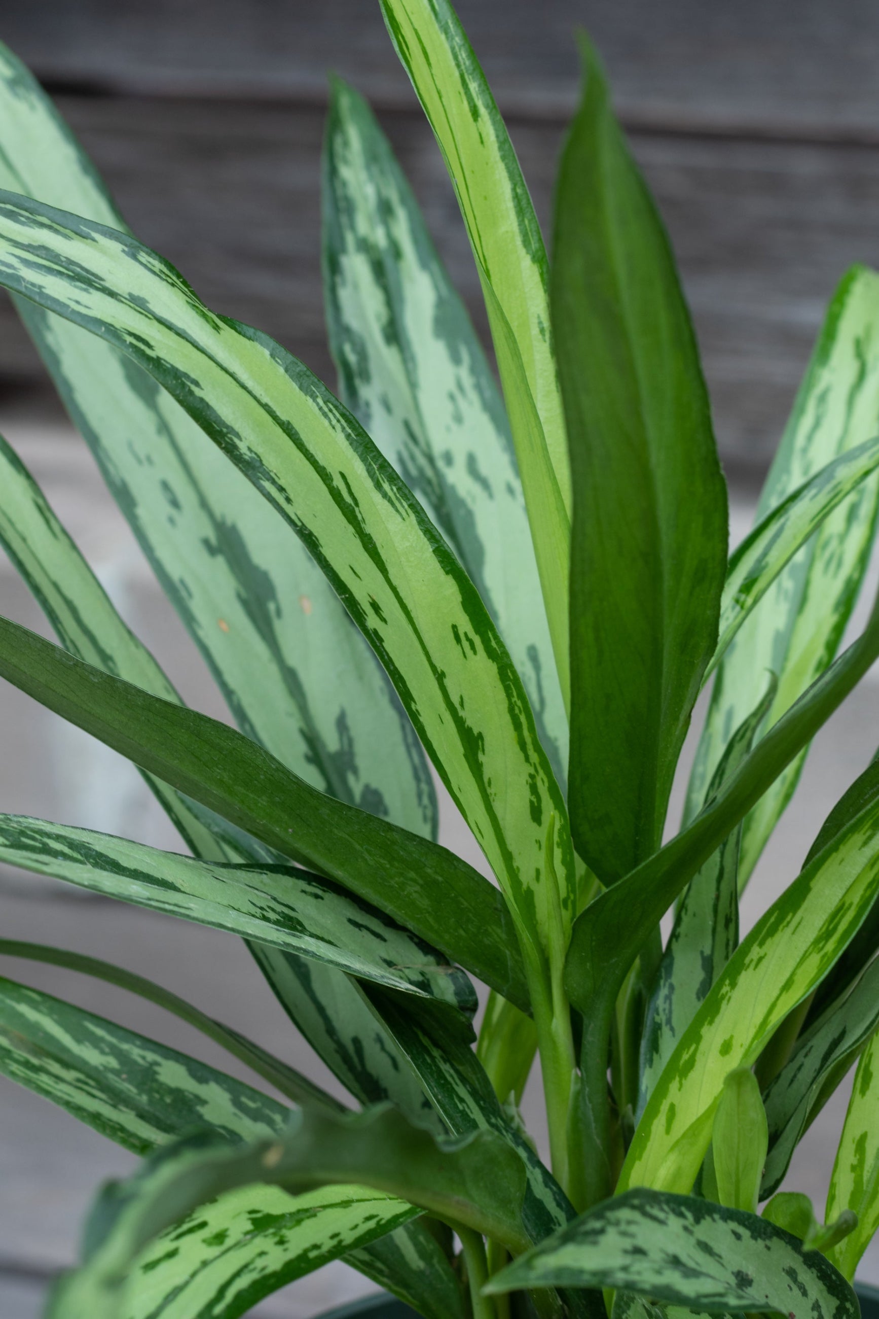 Close up of Aglaonema 'Cutlass' leaves ©Sprout Home