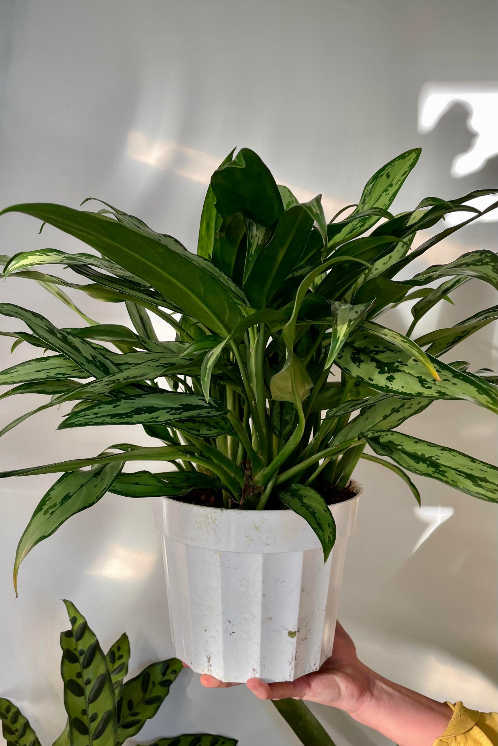 The Aglaonema 'Cutlass' is held against a white backdrop in an 8 inch growers pot. ©Sprout Home