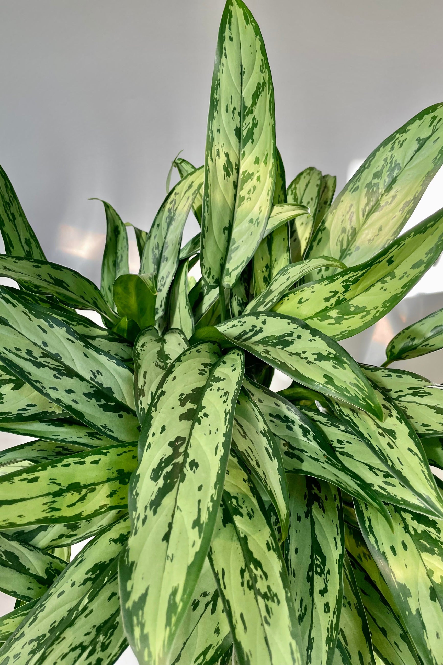 A detailed shot of the Aglaonema 'Cutlass'. ©Sprout Home