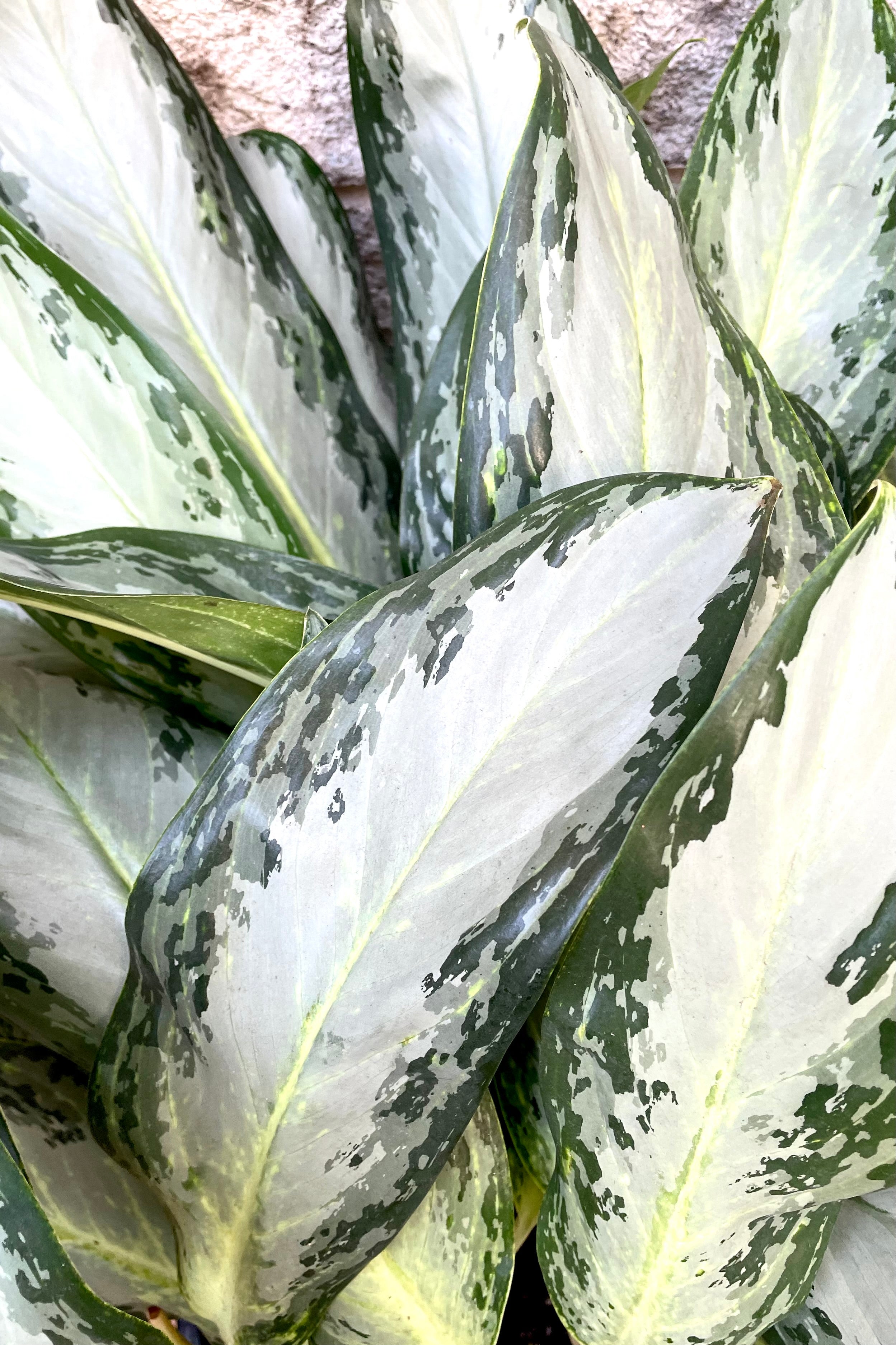 A detailed view of the leaves of Aglaonema 'Golden Bay' 14"