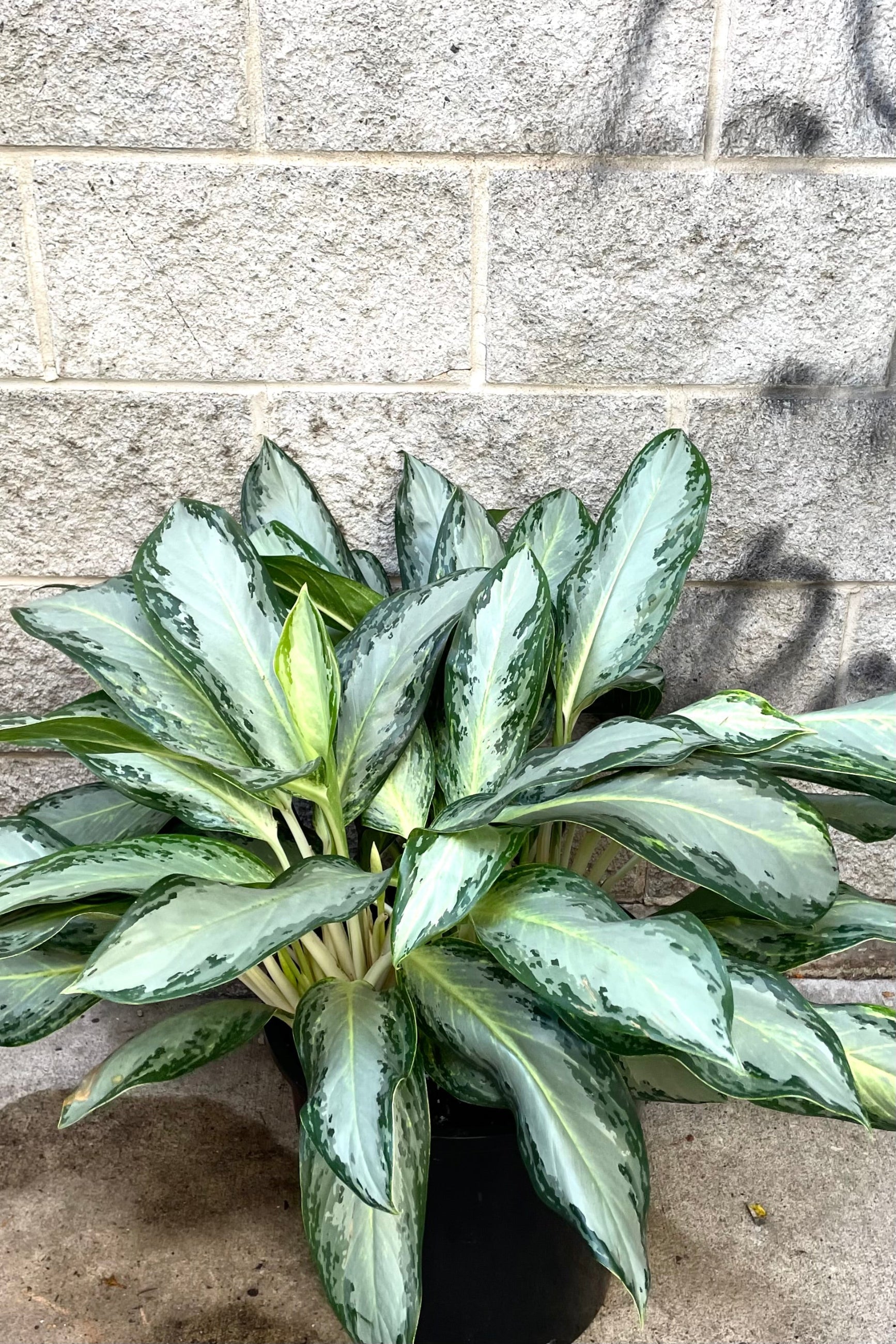 A full view of Aglaonema 'Golden Bay' 14" in grow pot against concrete backdrop ©Sprout Home
