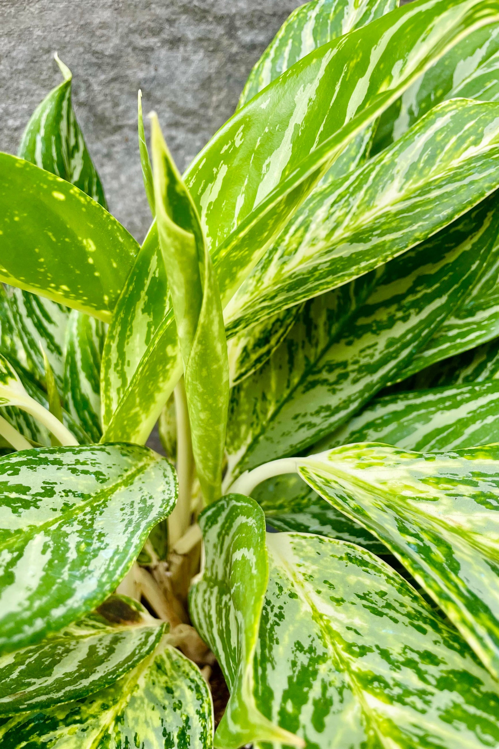 yellow leaves aglaonema Aglaonema 'Golden Madonna' 6" at SPROUT HOME