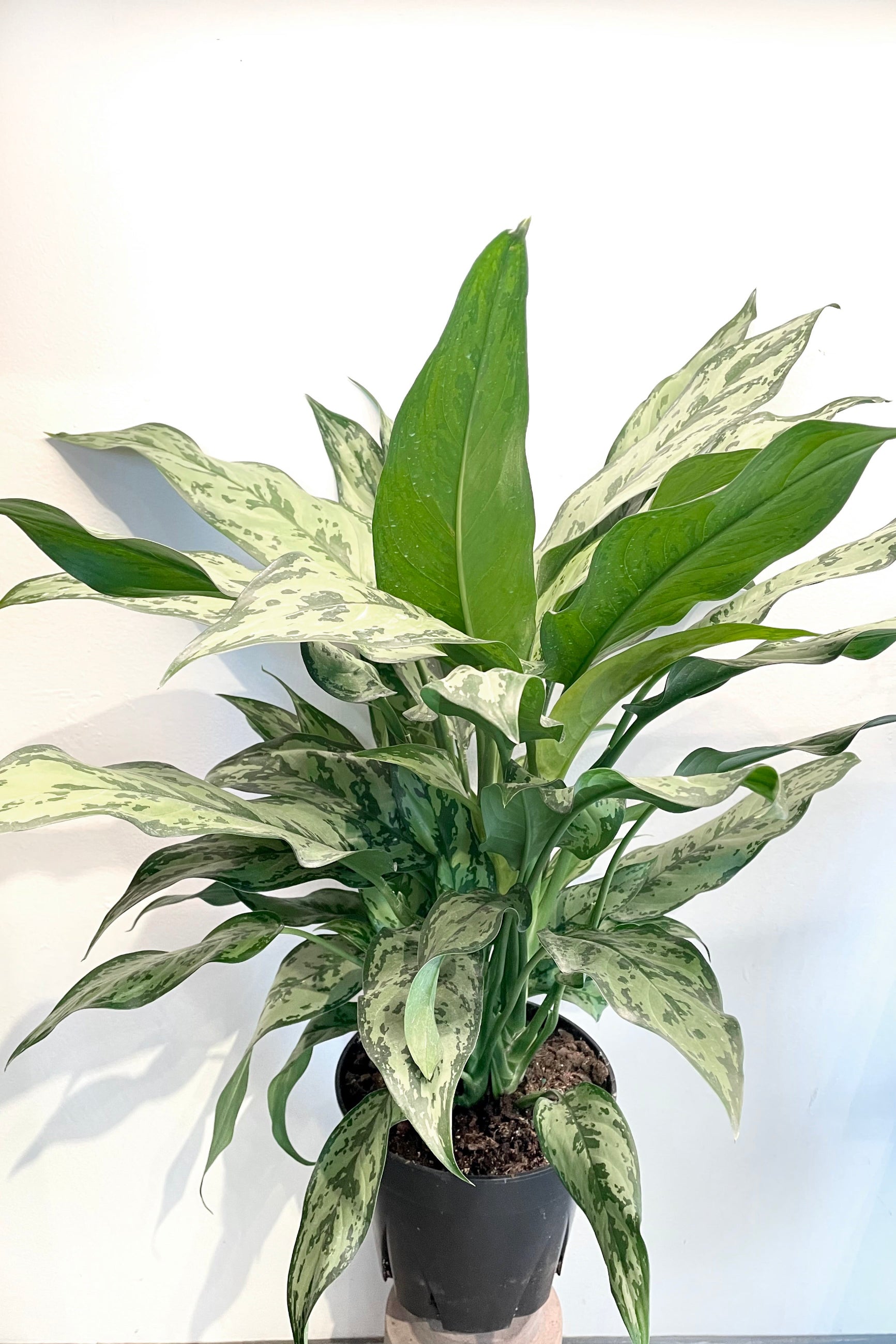 A full view of Aglaonema 'Juliette' 8" against white backdrop ©Sprout Home