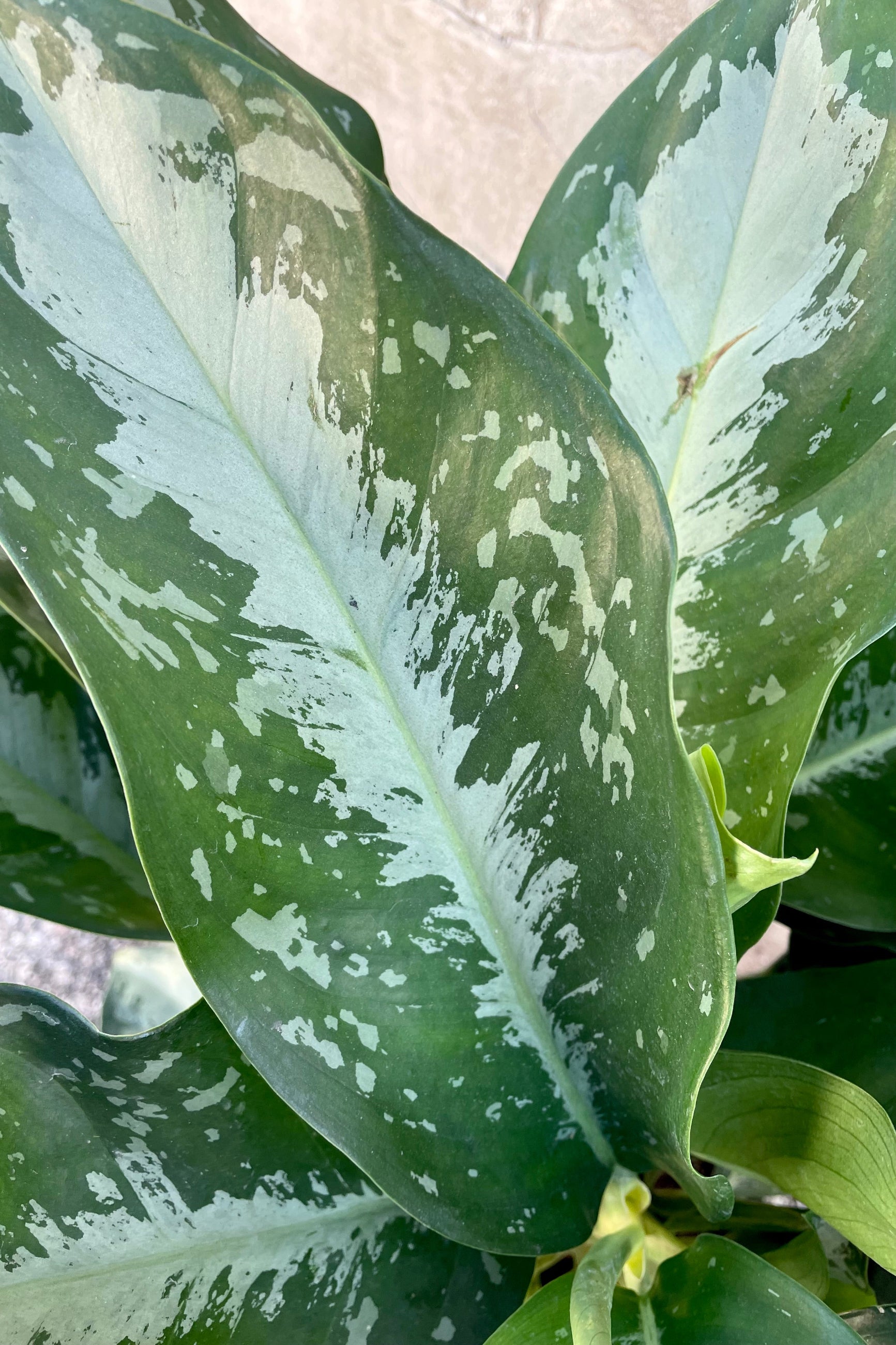 A detailed view of Aglaonema 'Key Largo' 10" against a concrete backdrop ©Sprout Home