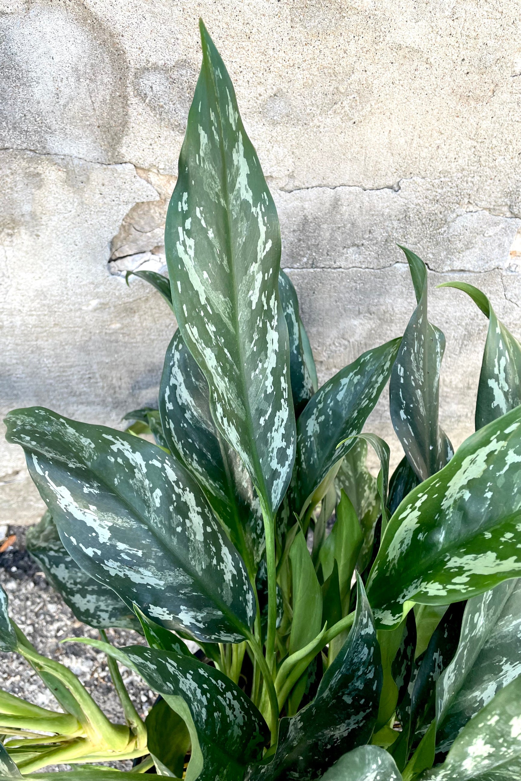 A detailed view of the leaves of the Aglaonema 'Maria' 10" against a concrete backdrop ©Sprout Home