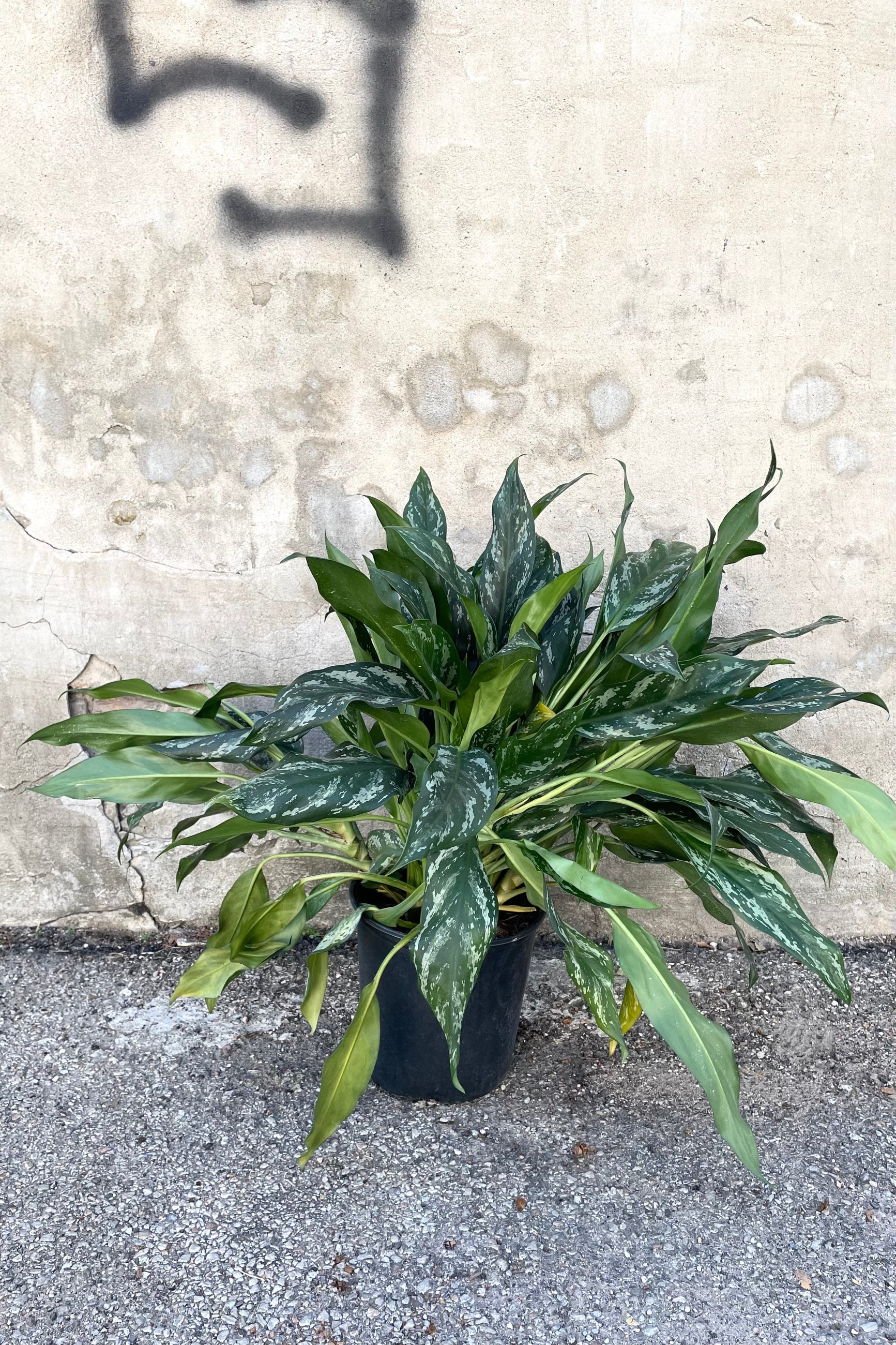 A view of the Aglaonema 'Maria' 10" against a concrete backdrop ©Sprout Home