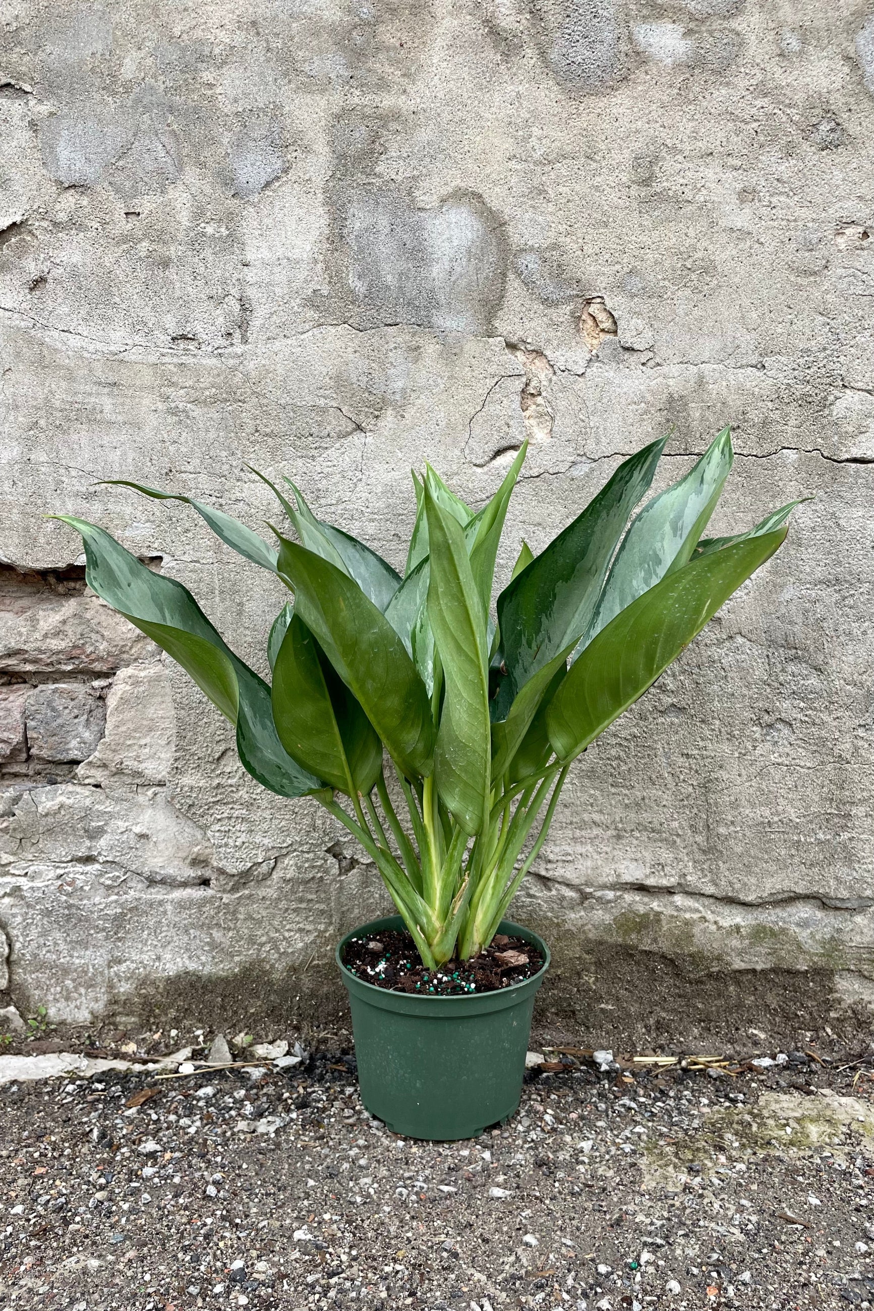 Aglaonema 'Maria' 6" green growers pot with variegated two toned green leaves against a grey wall ©Sprout Home