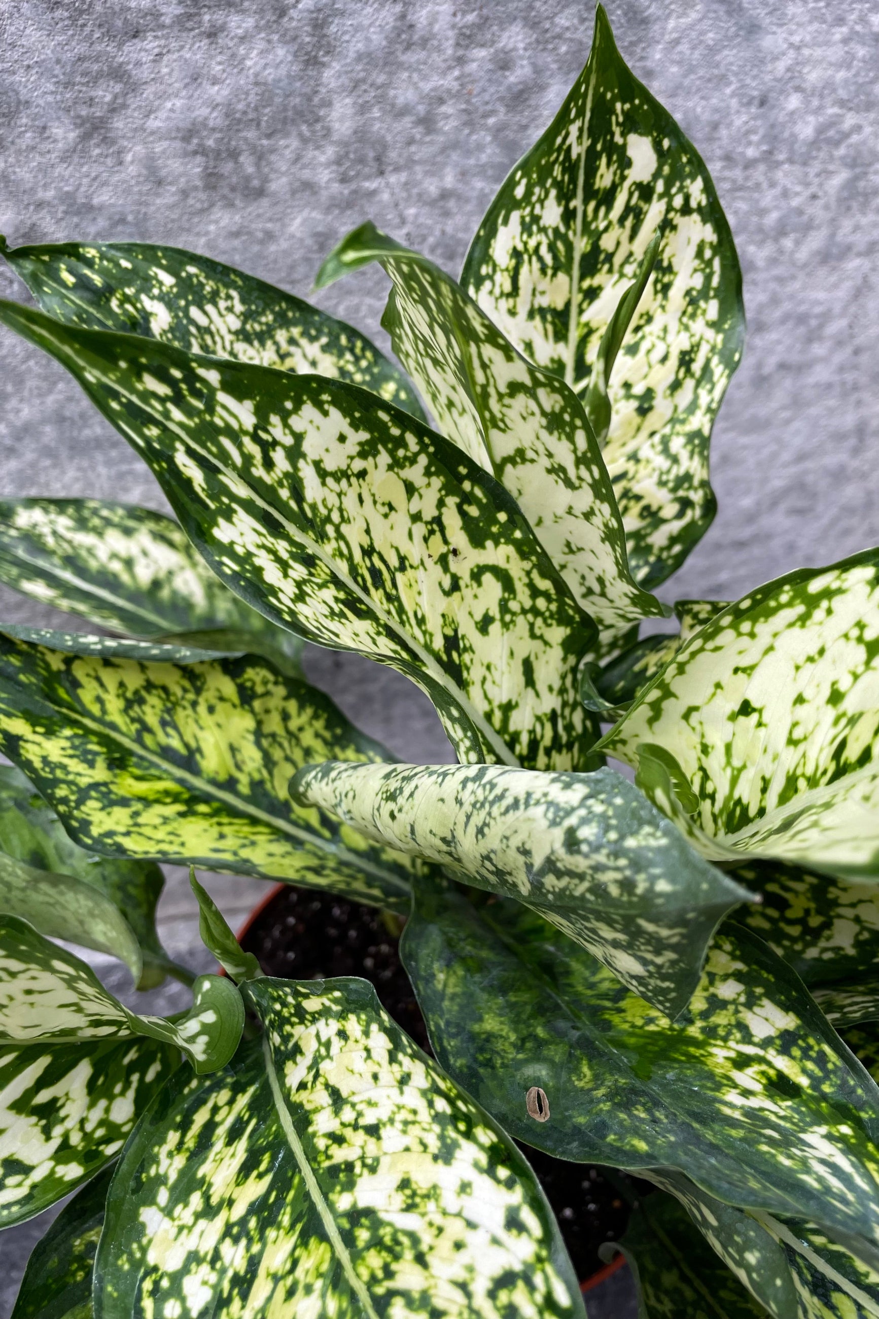 Close up of Aglaonema 'Osaka White' leaves ©Sprout Home